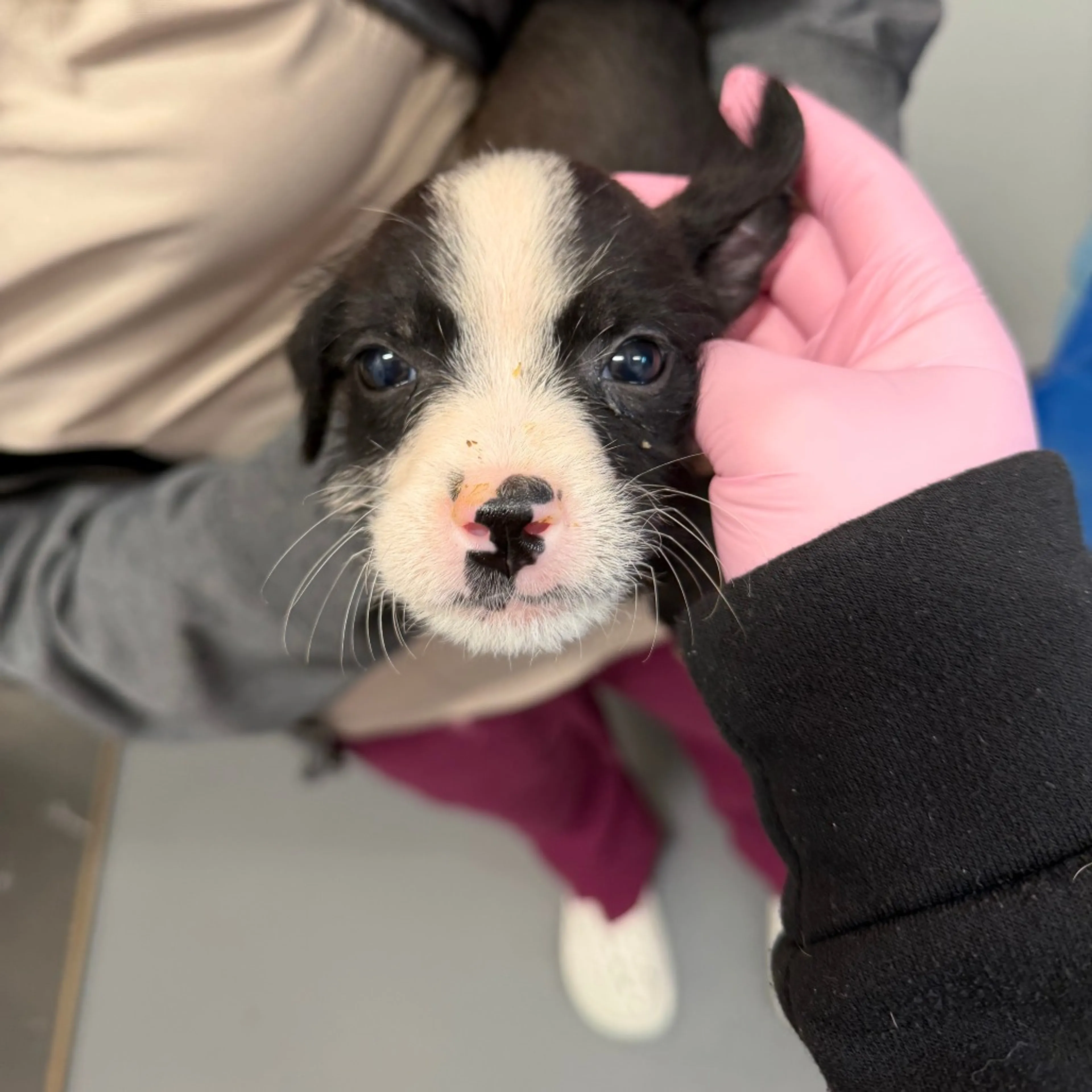 Found pet-2