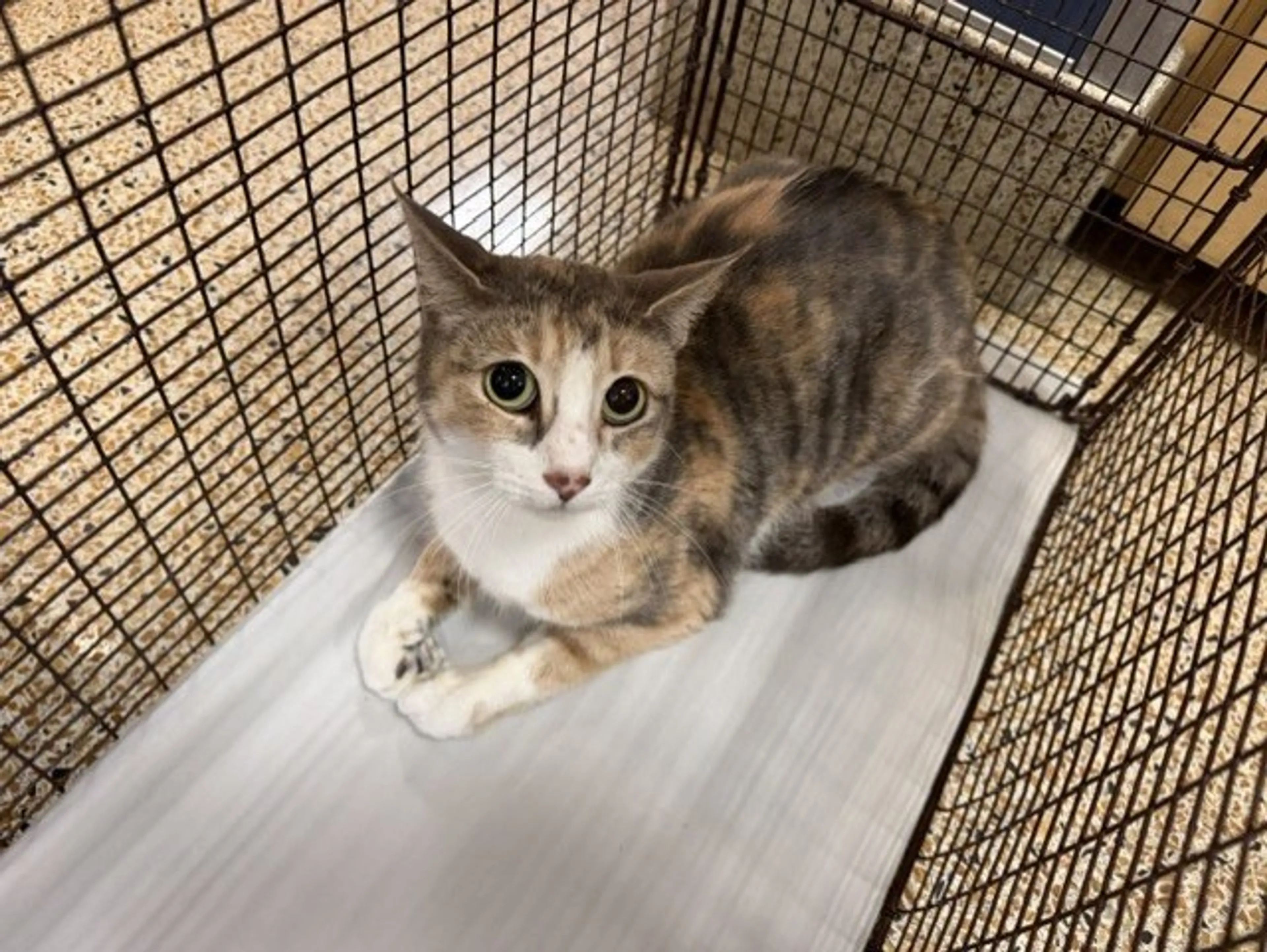 Found pet