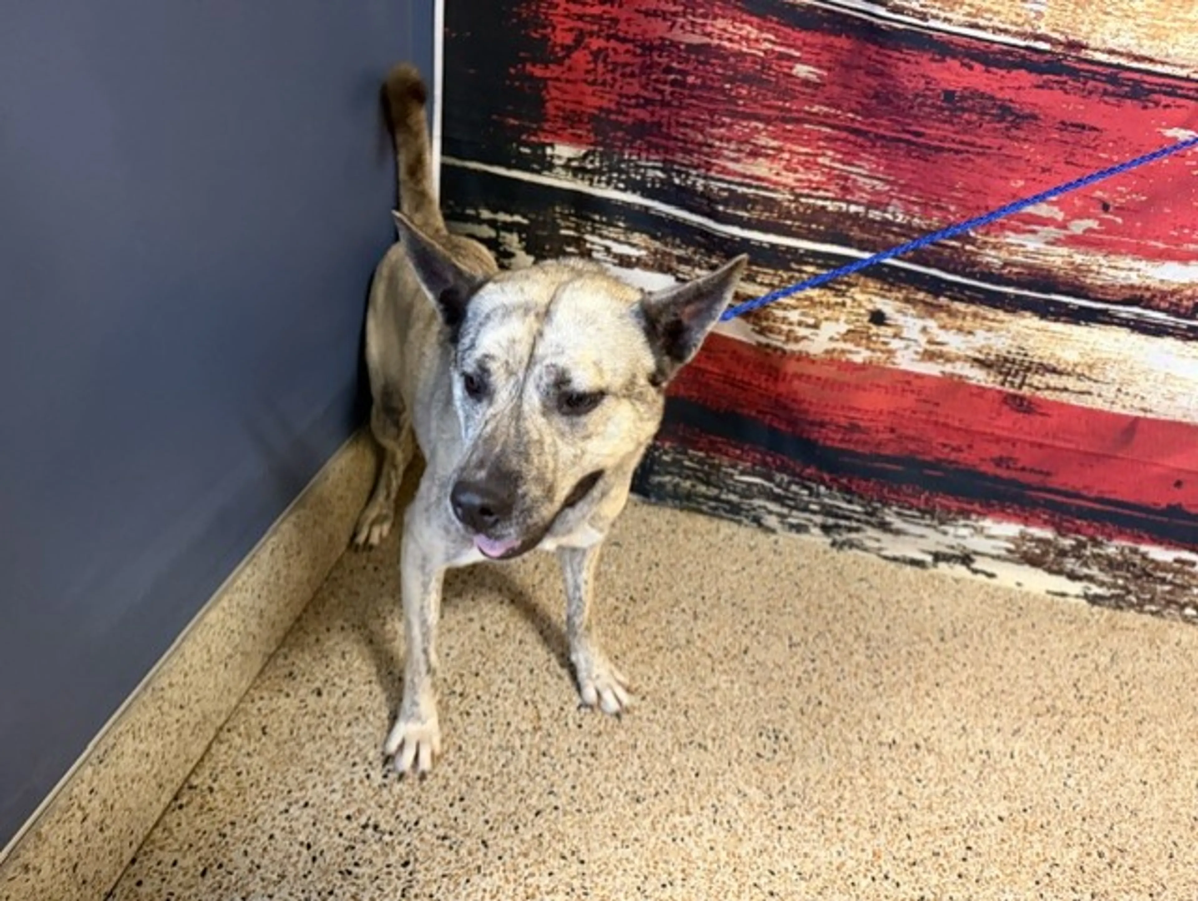 Found pet