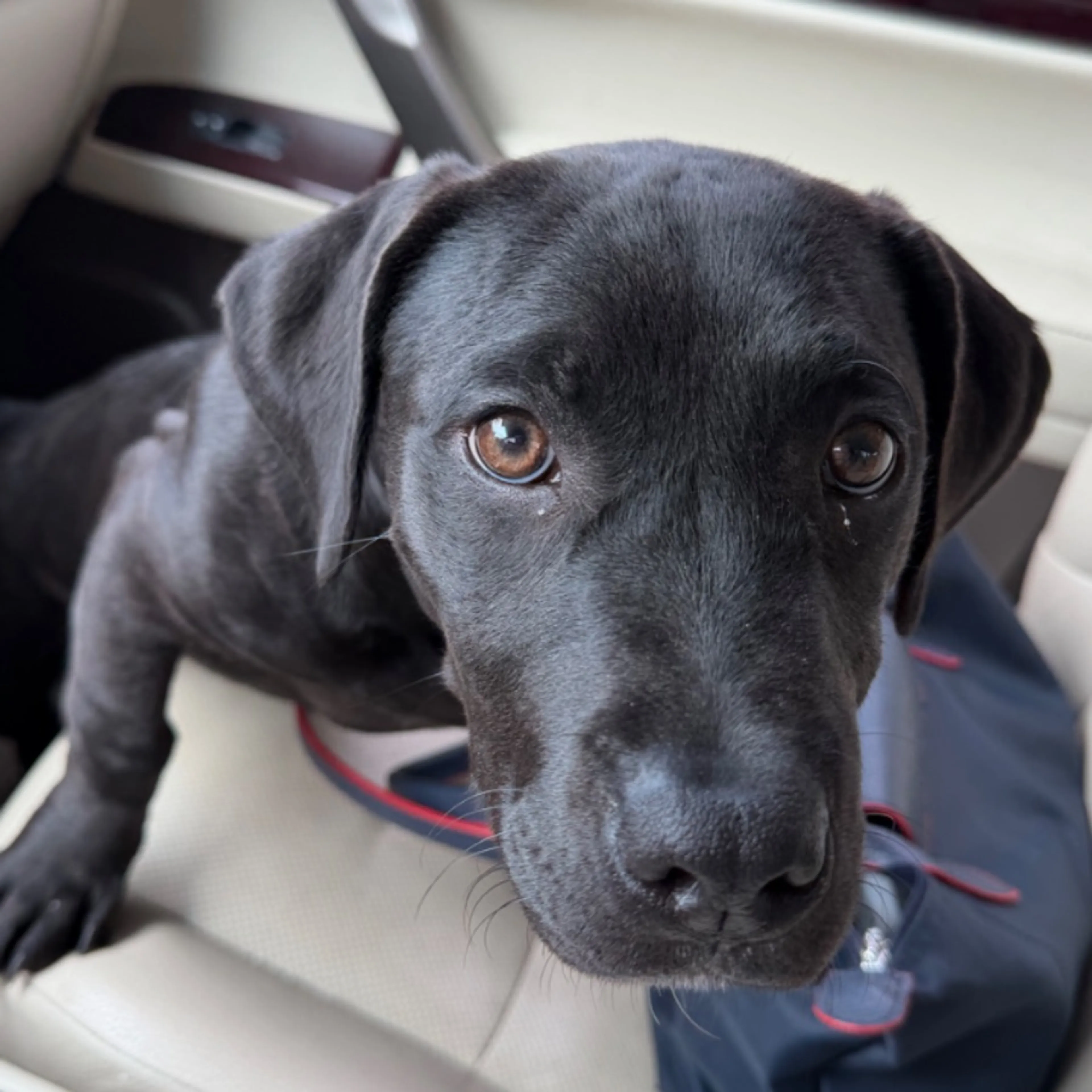 Found pet