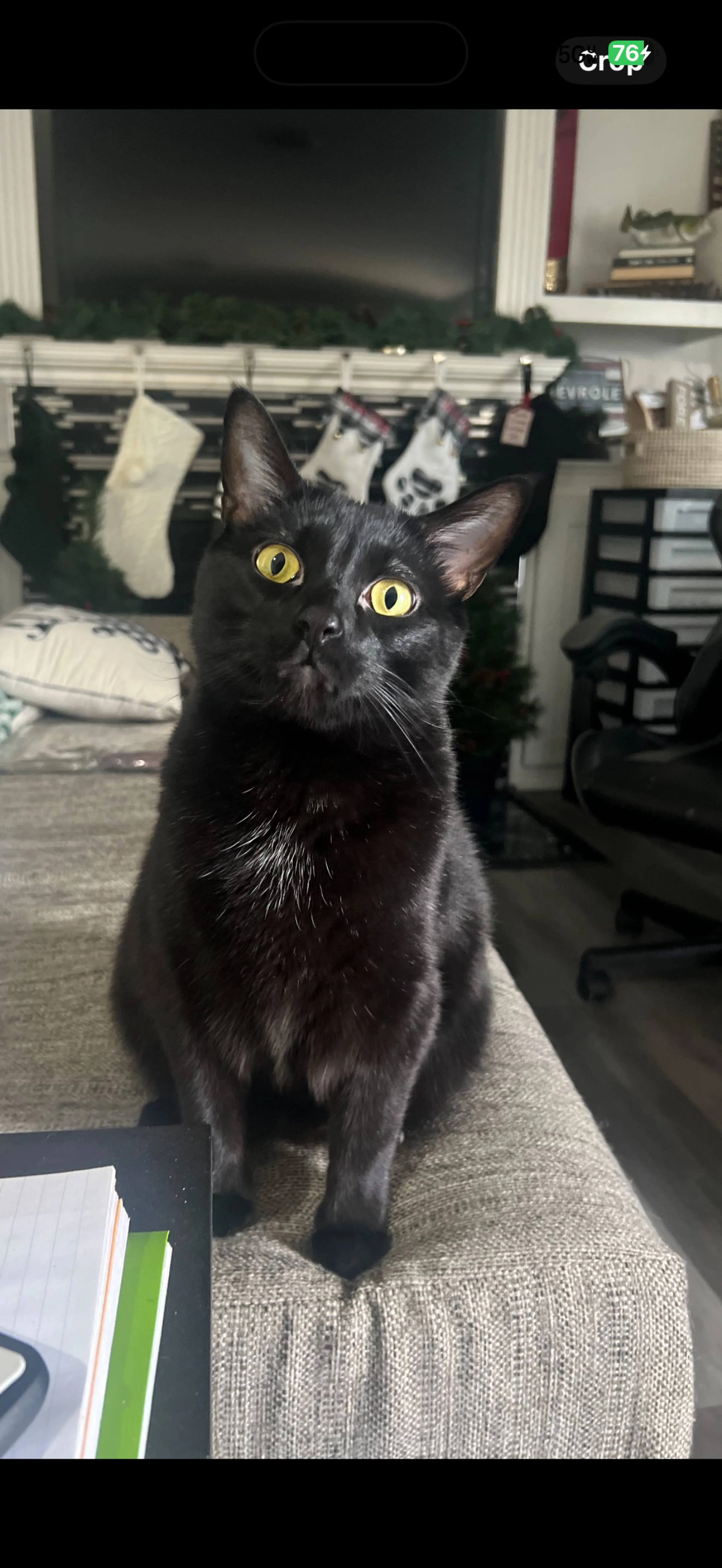 Lost pet