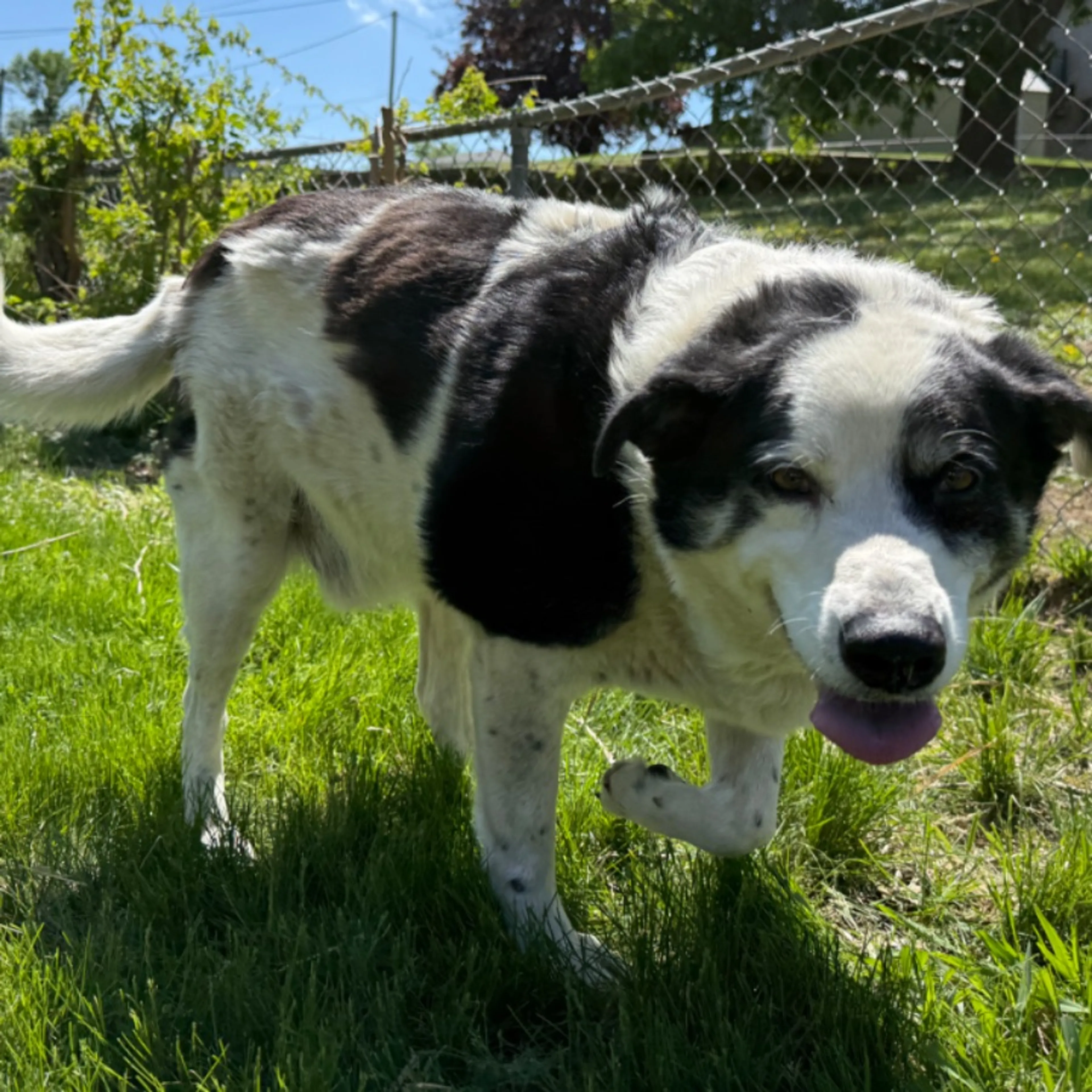 Found pet
