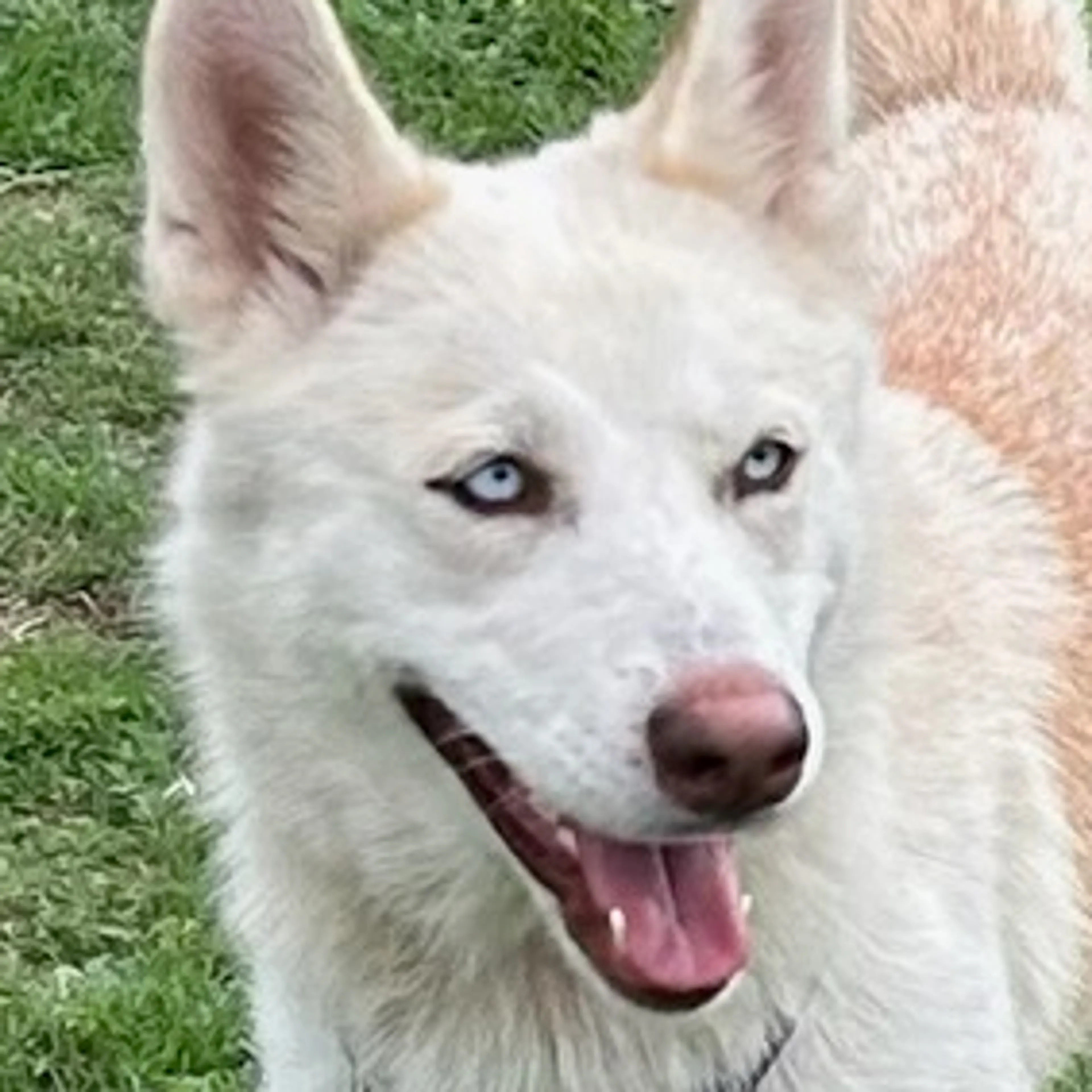 Found pet-1