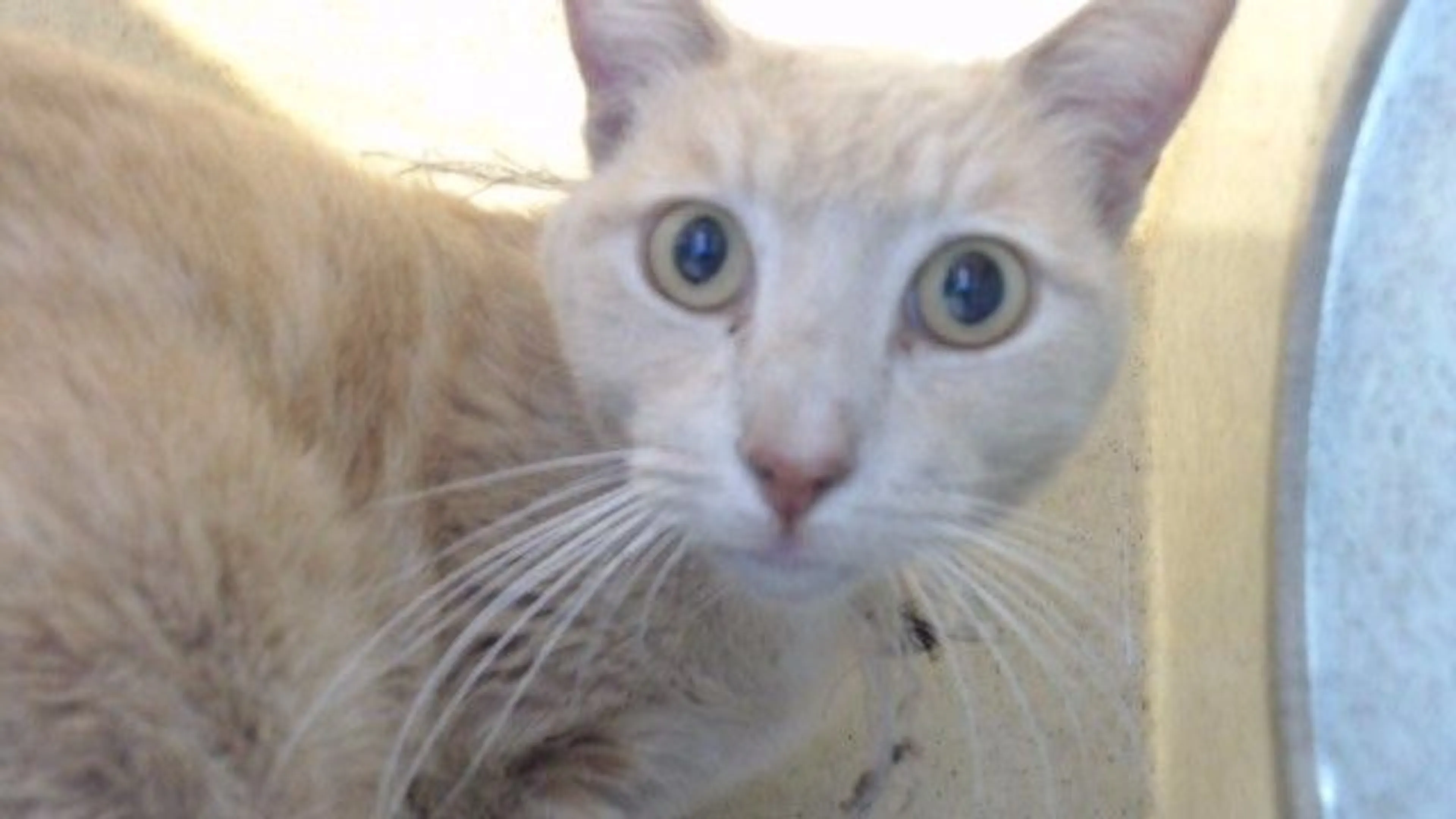 Found pet