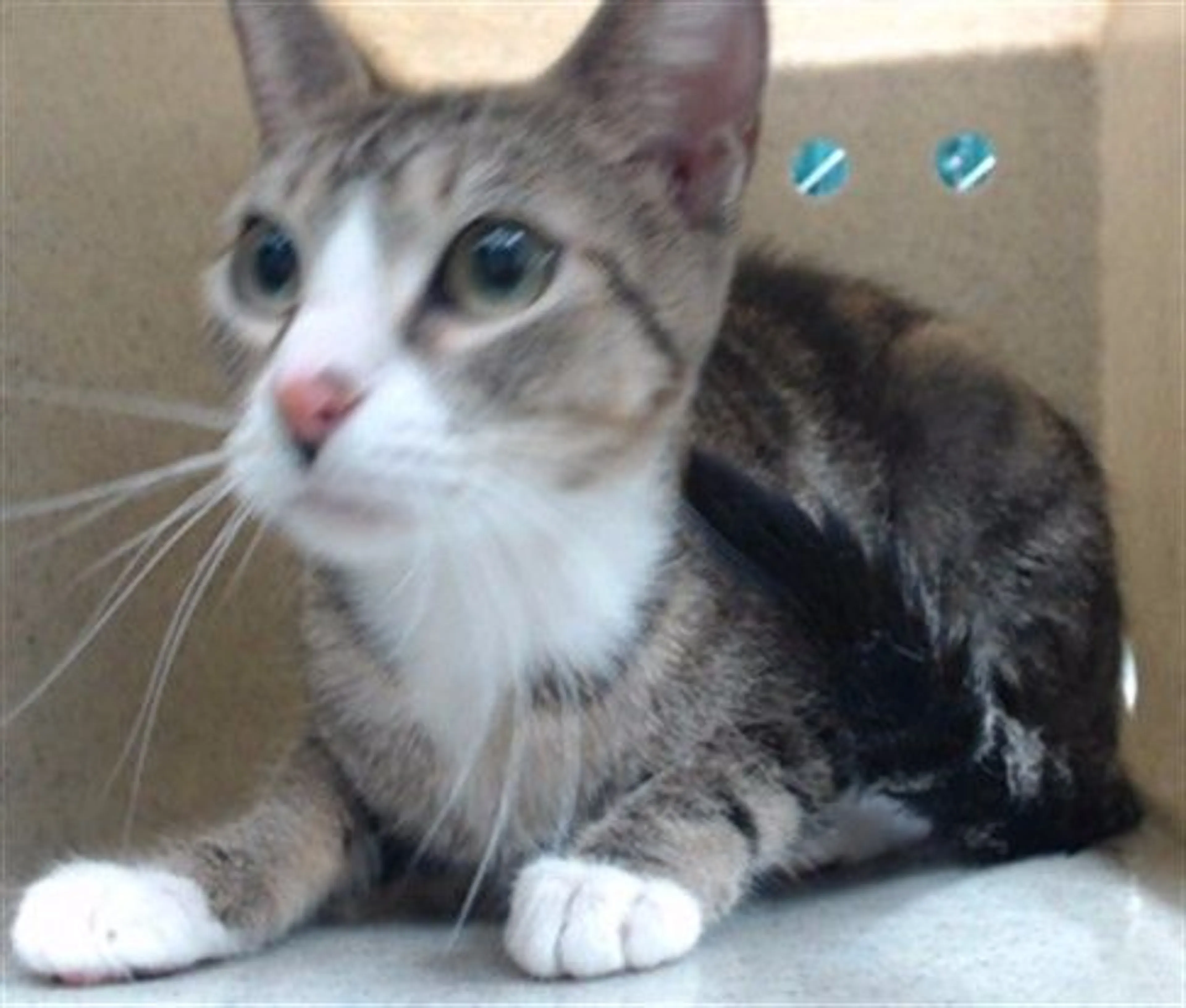 Found pet