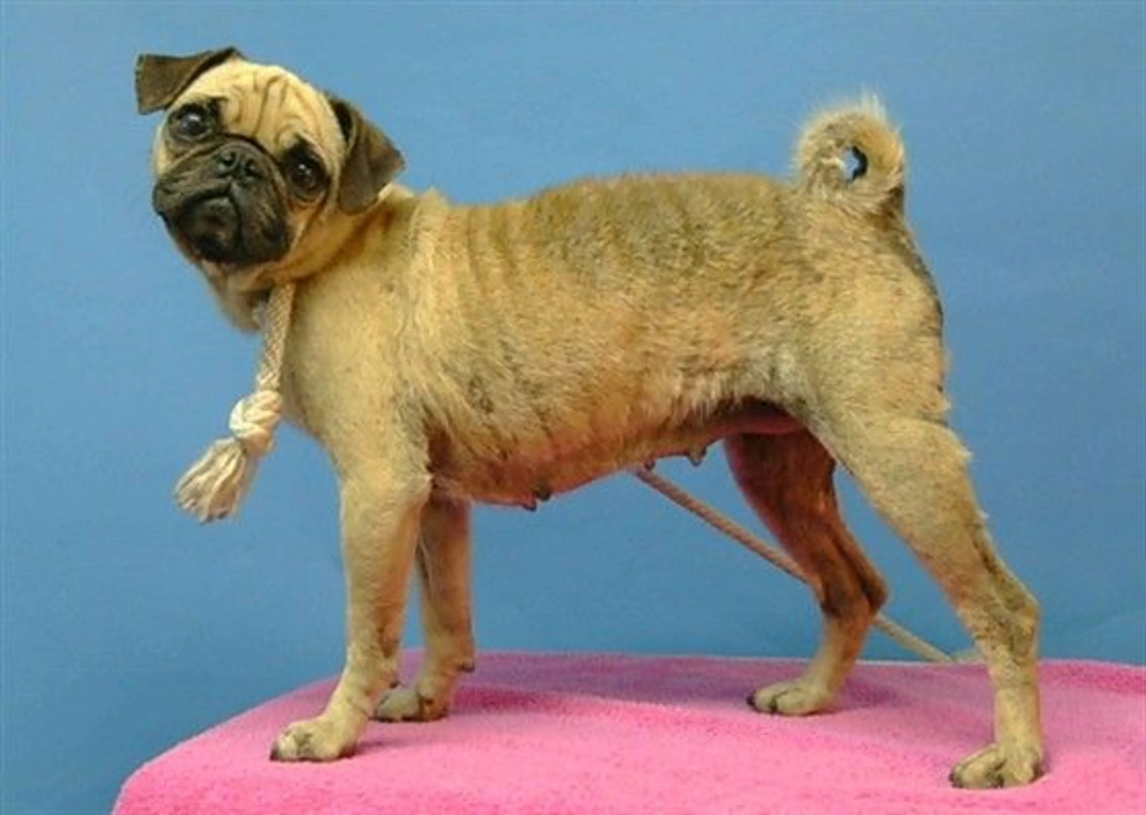 Found pet