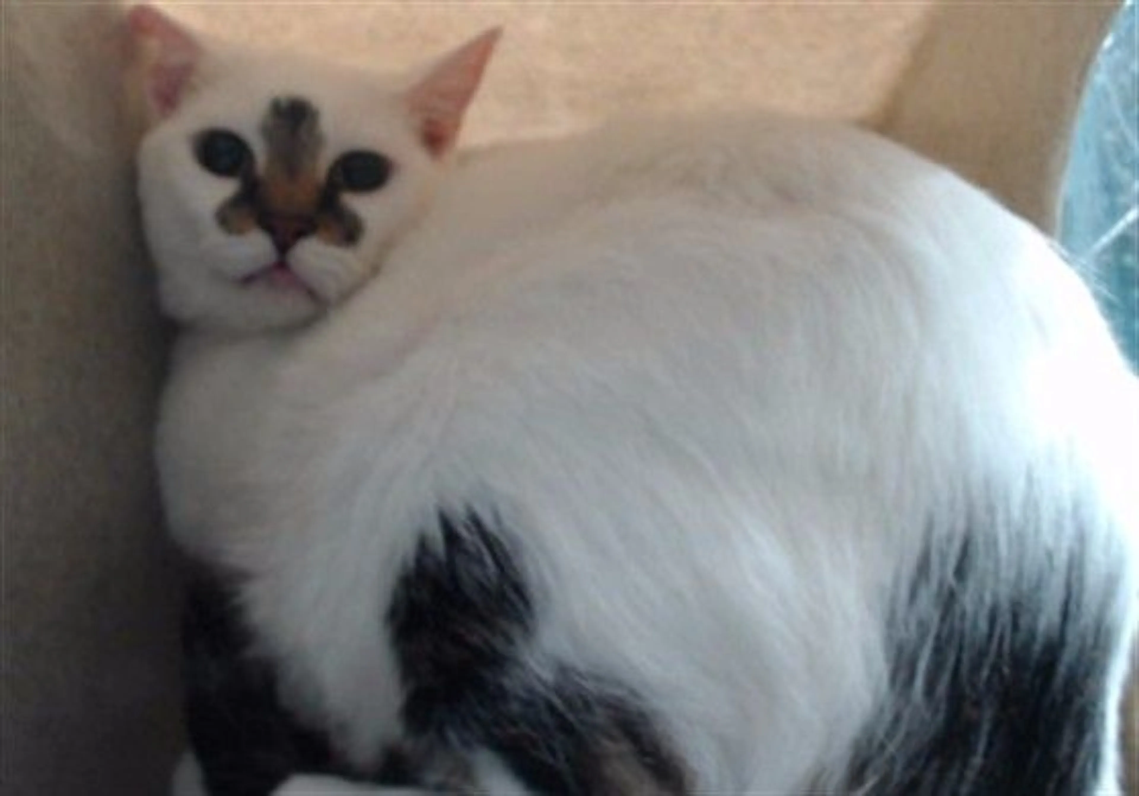 Found pet