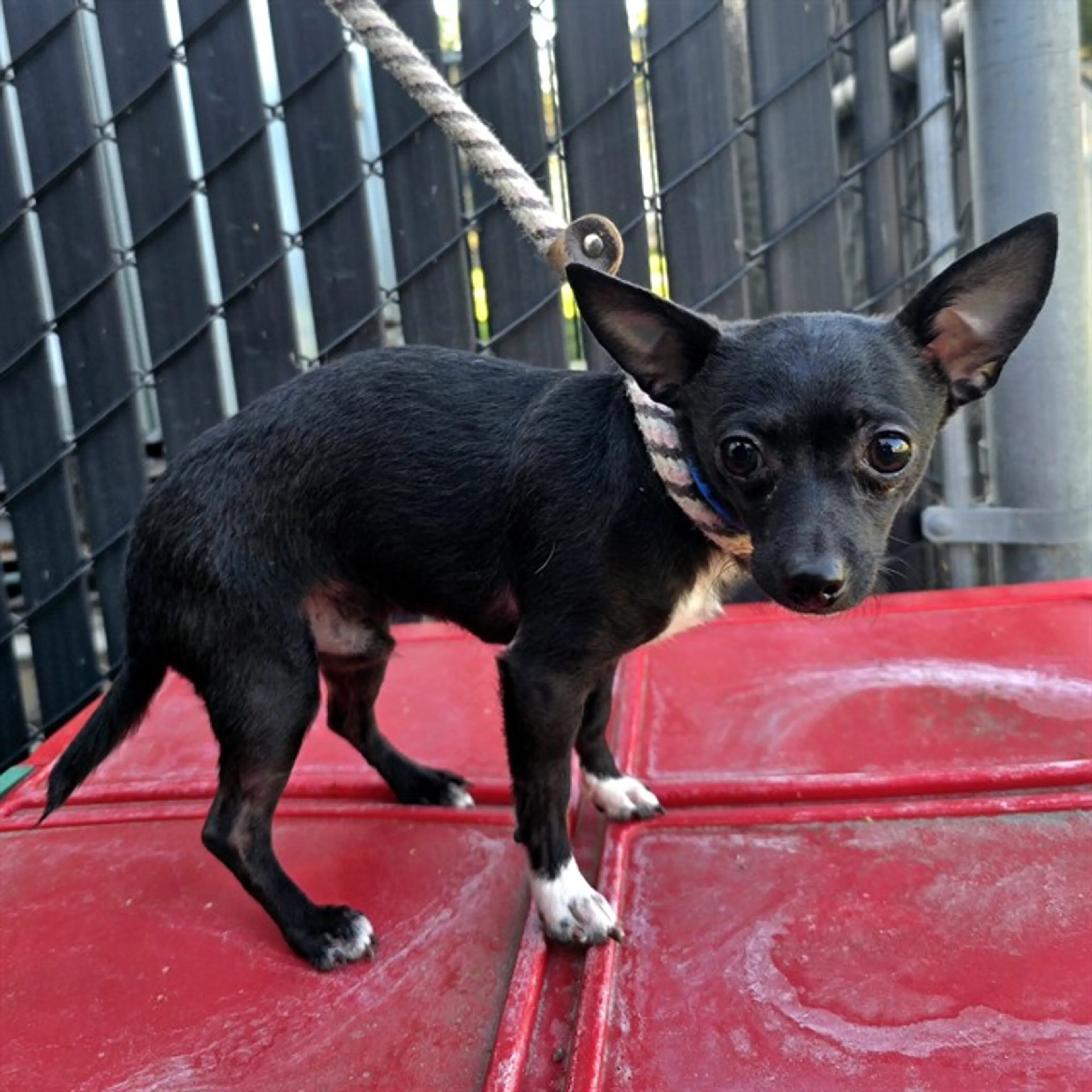 Found pet