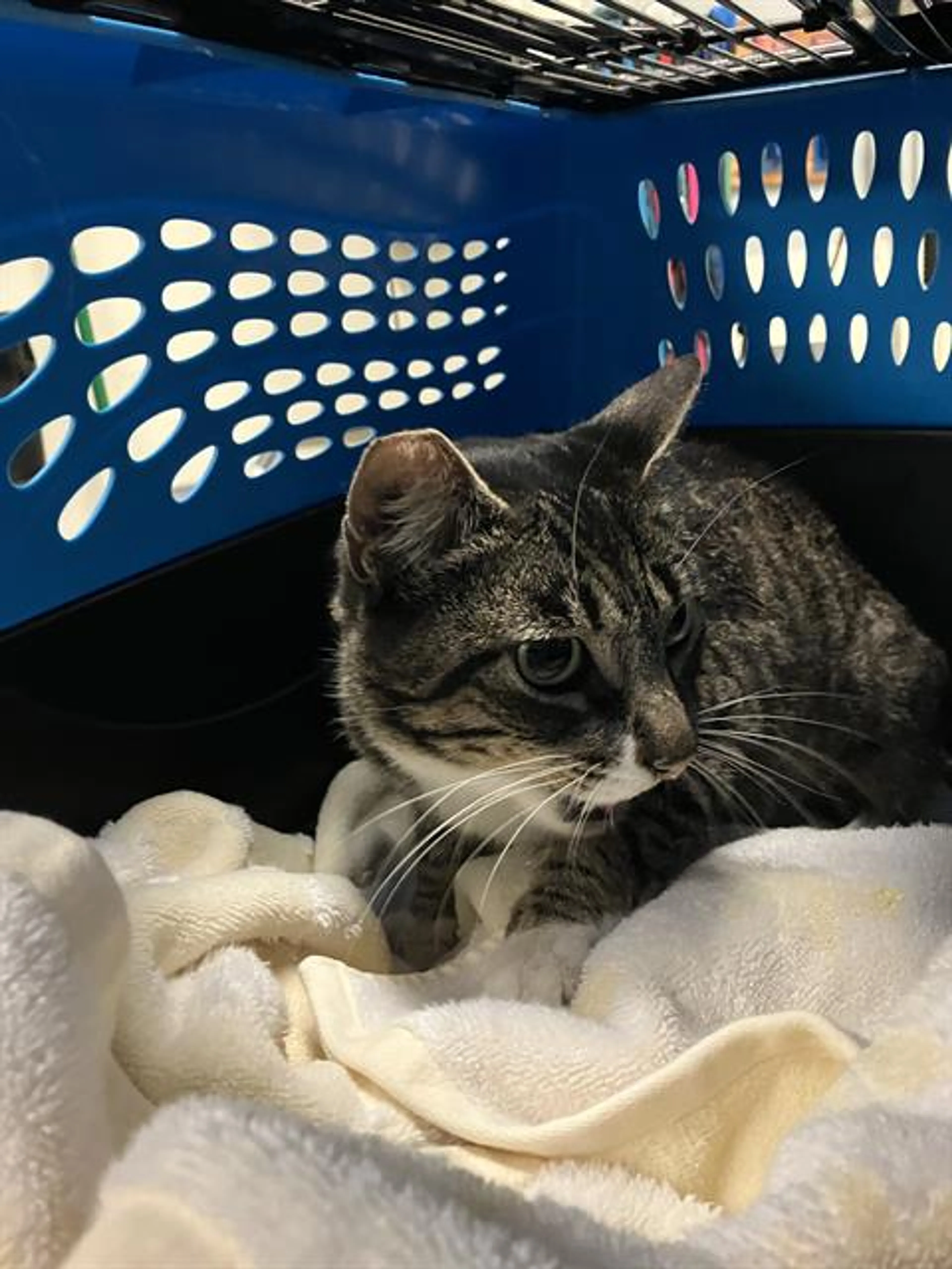 Found pet