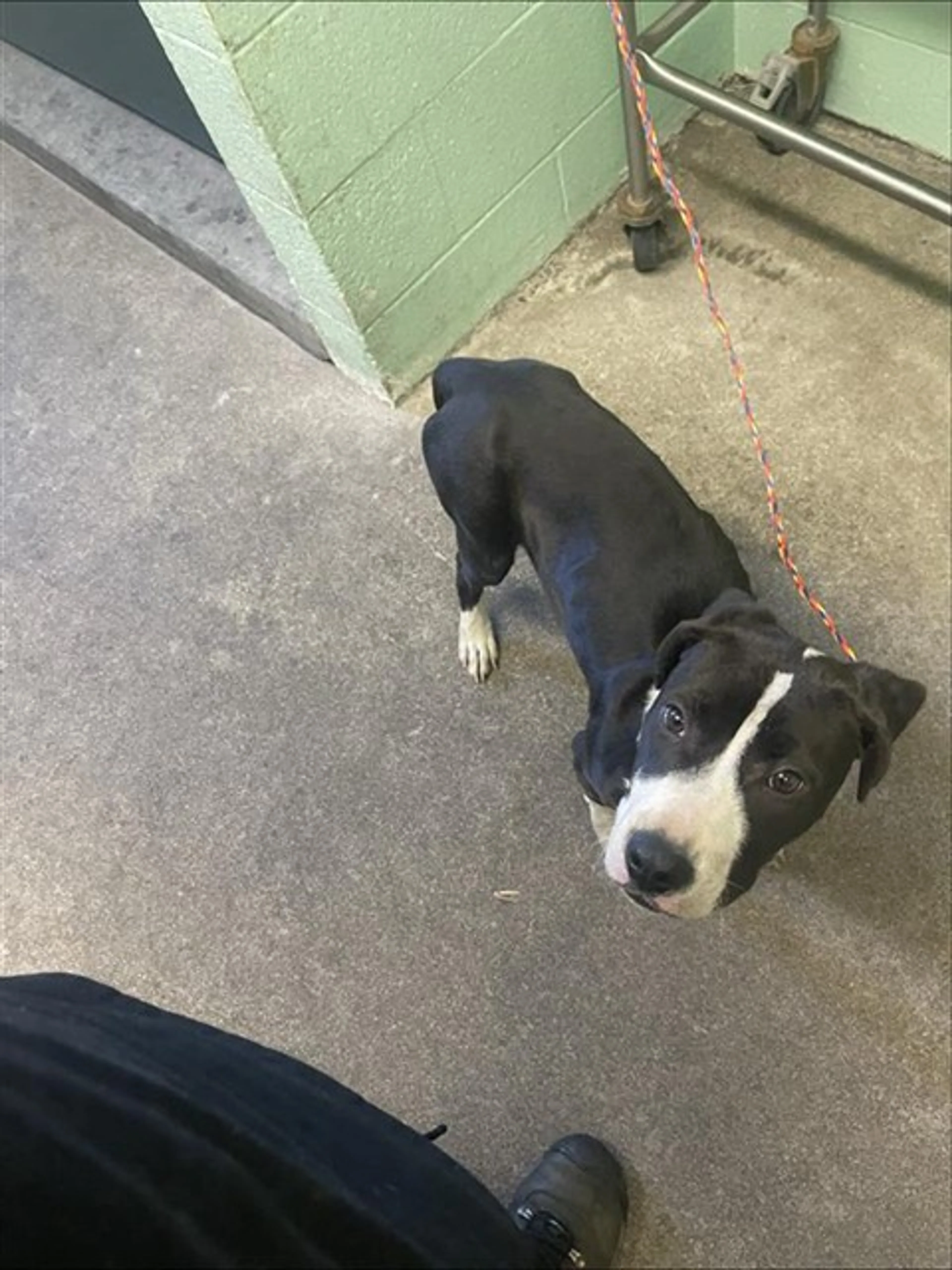 Found pet