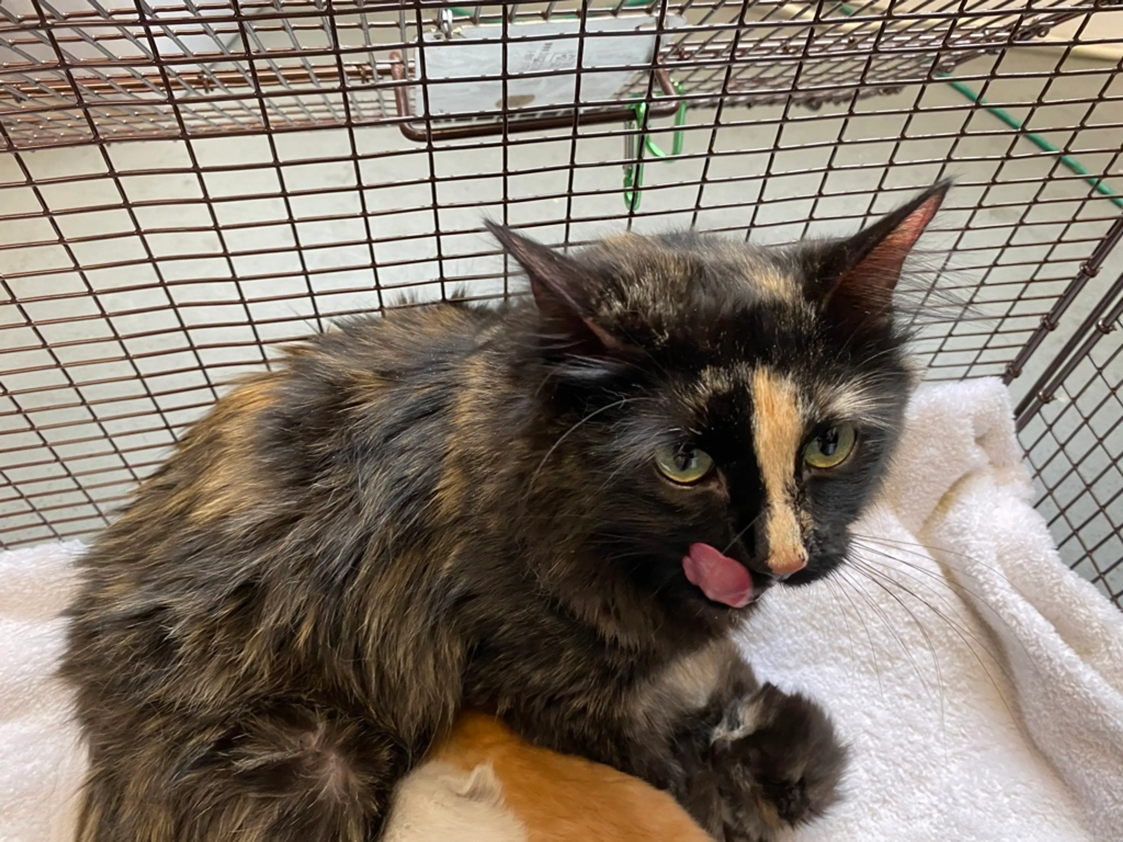 Found pet