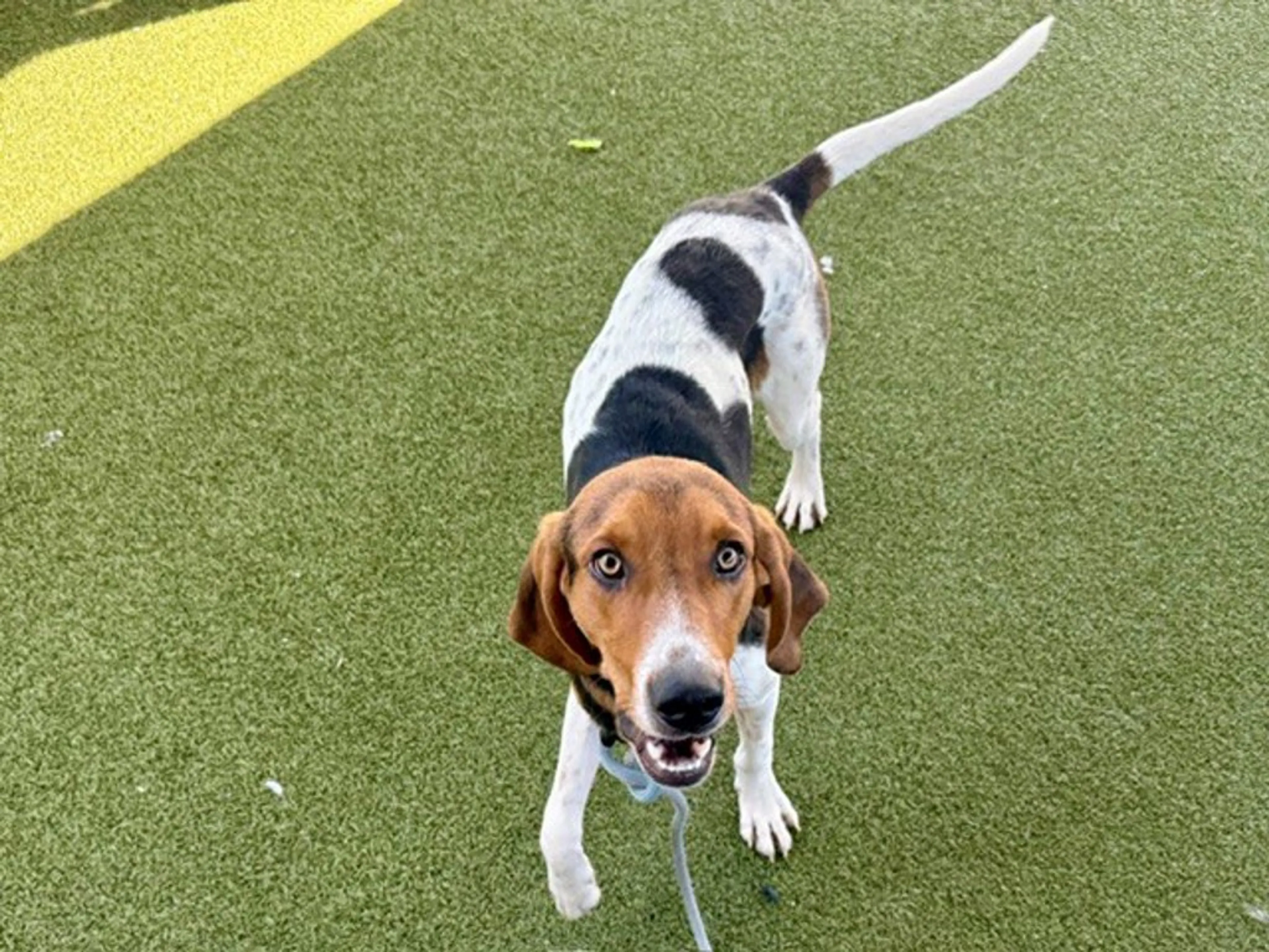 Found pet-2