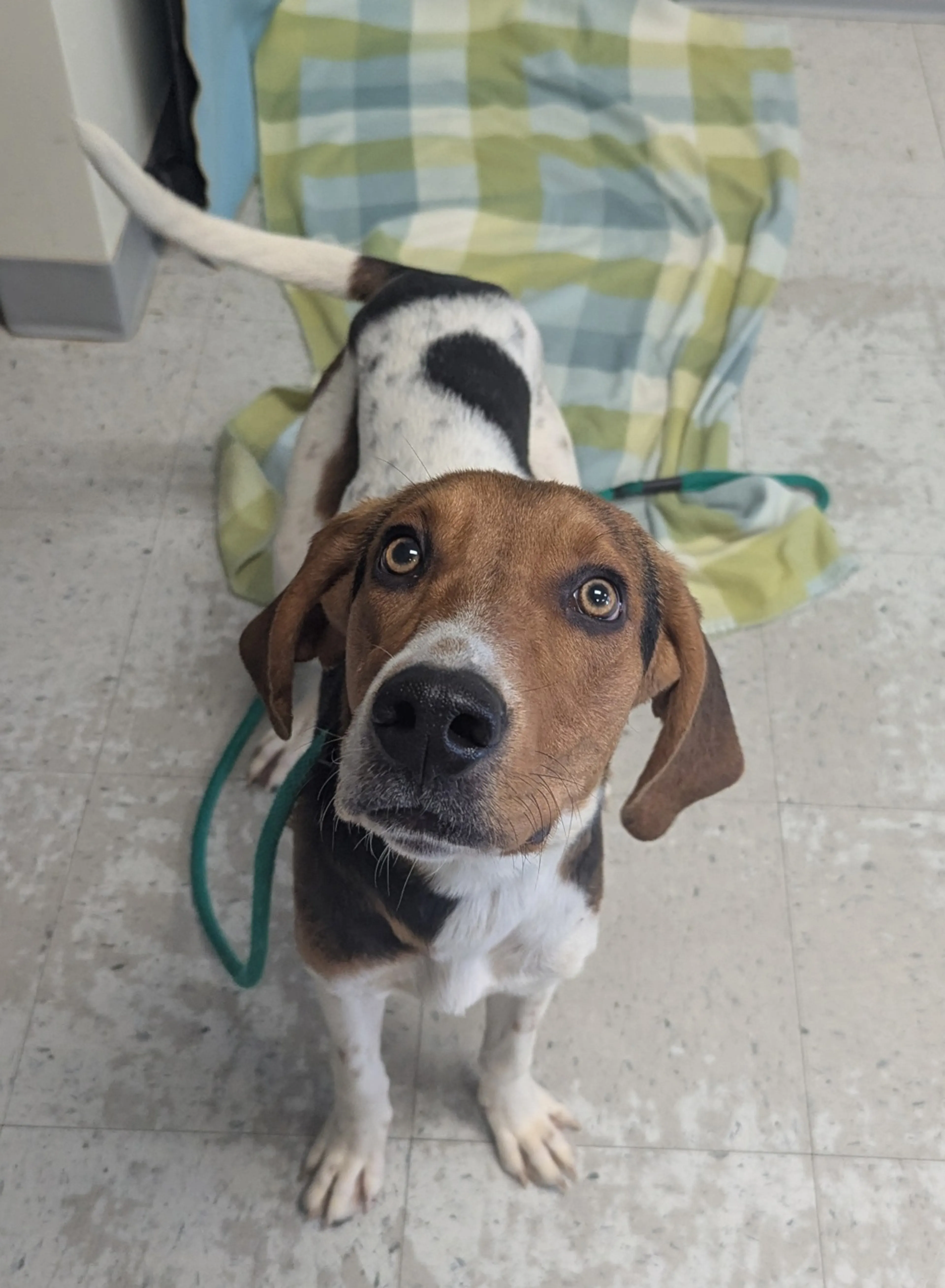 Found pet-5