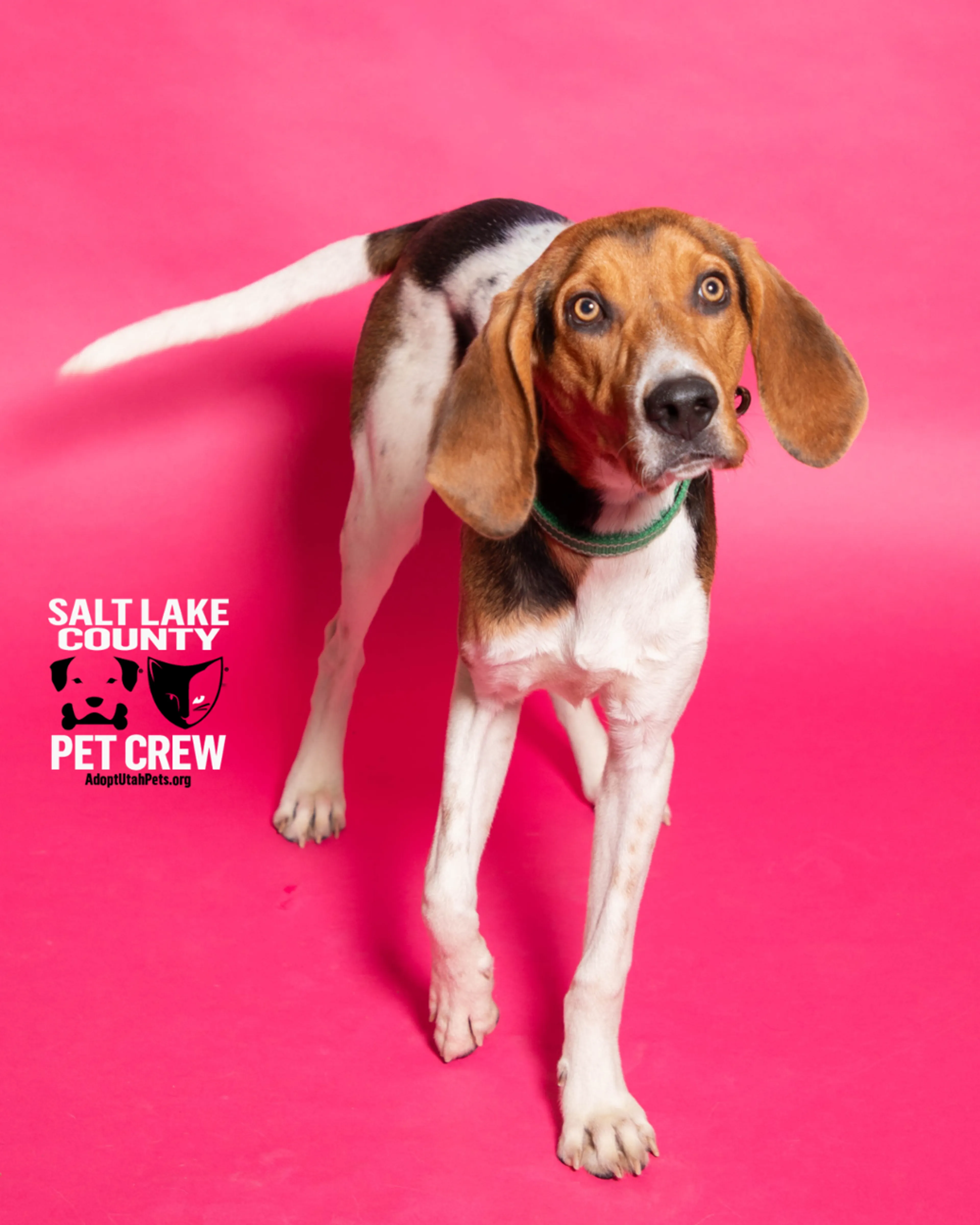 Found pet-1