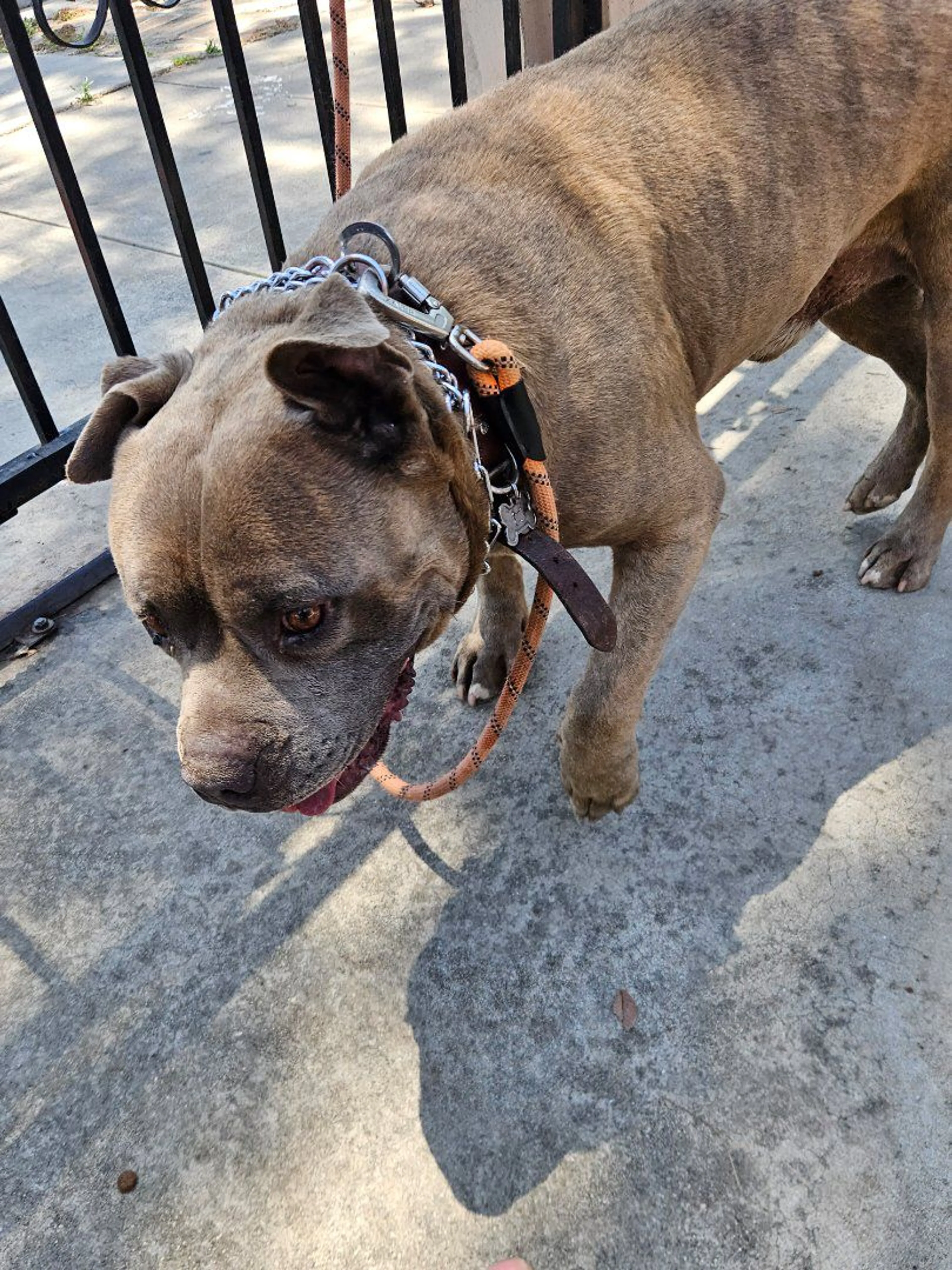 Lost pet-0