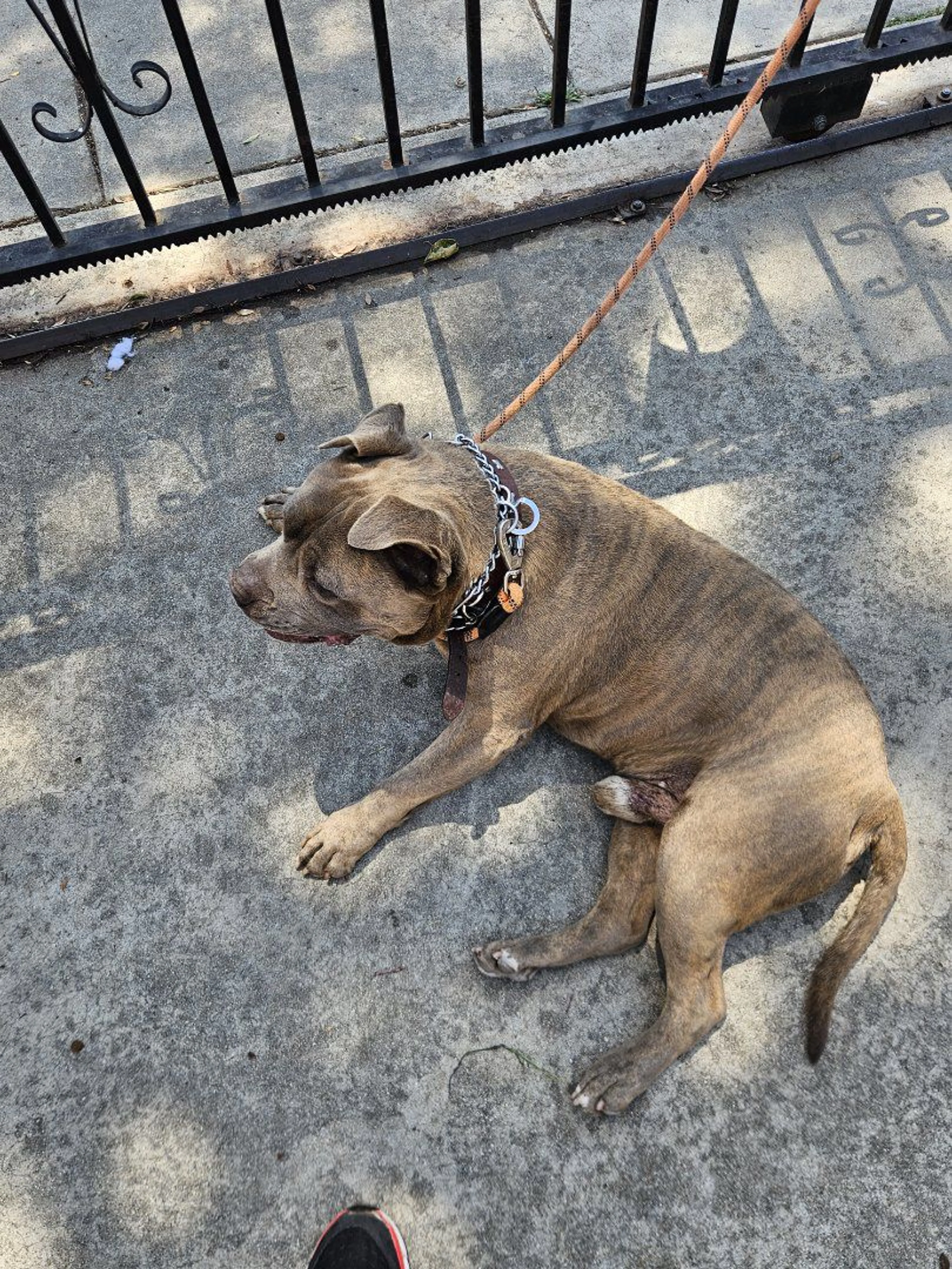 Lost pet-3