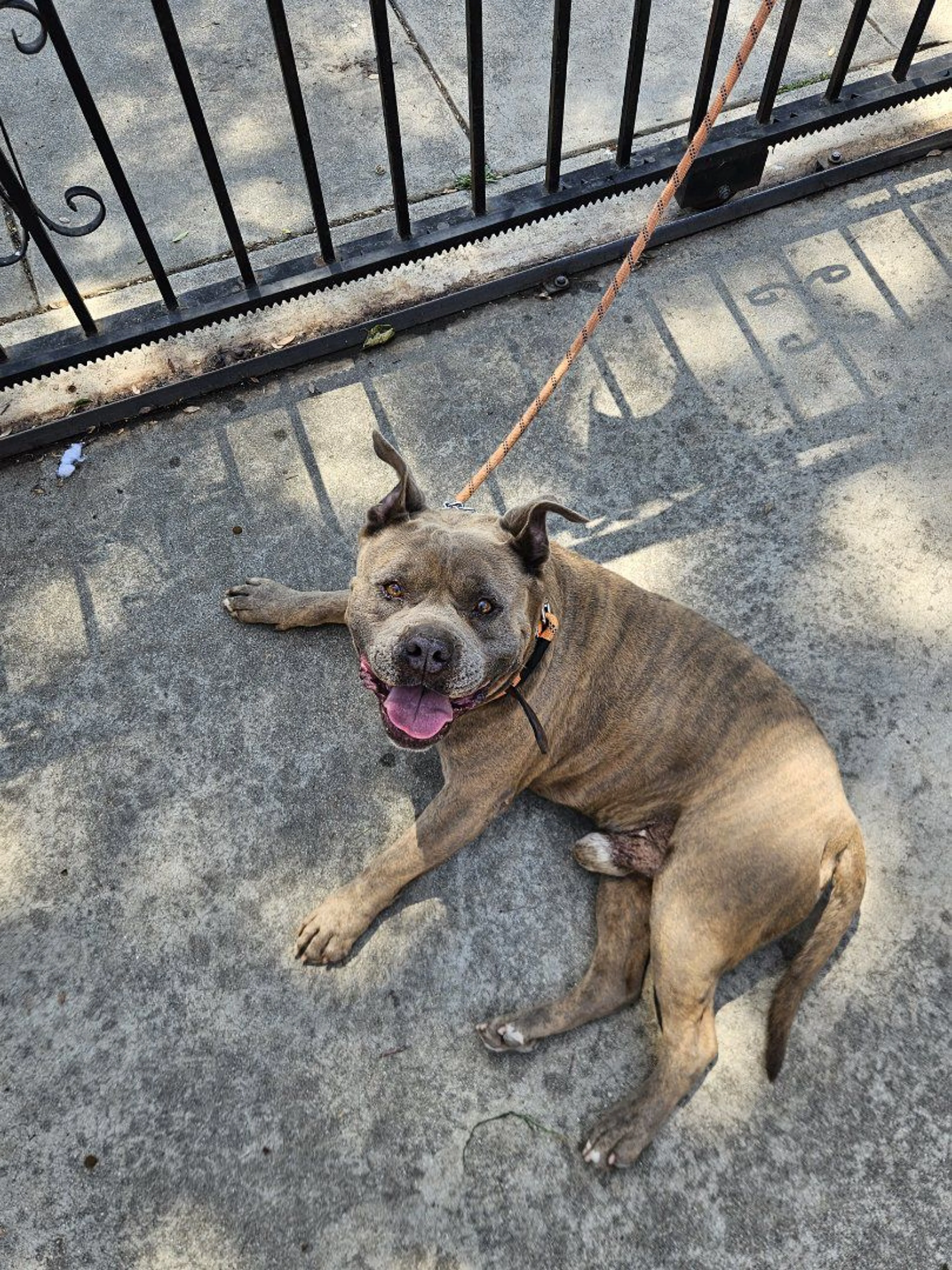 Lost pet-2