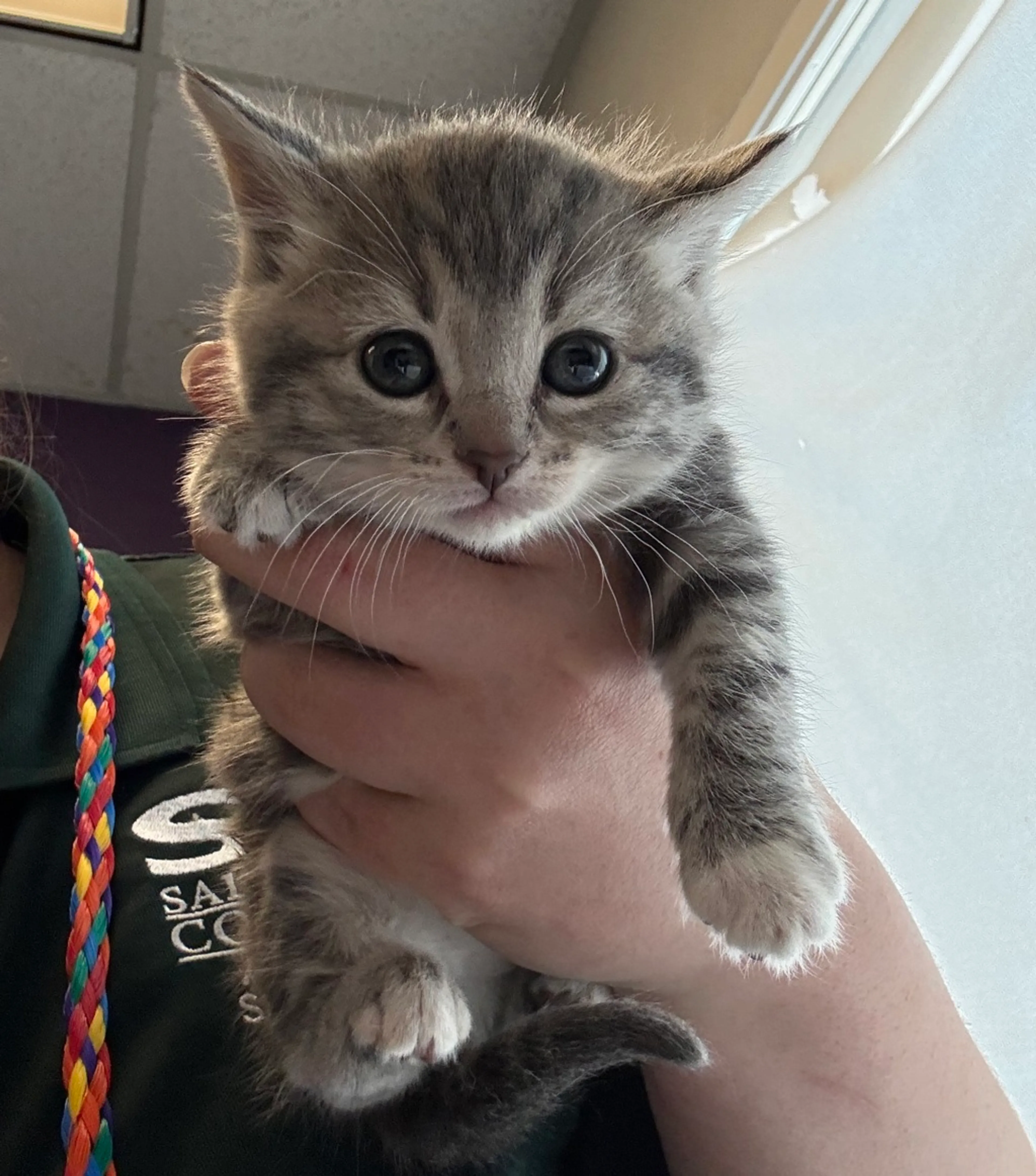 Found pet