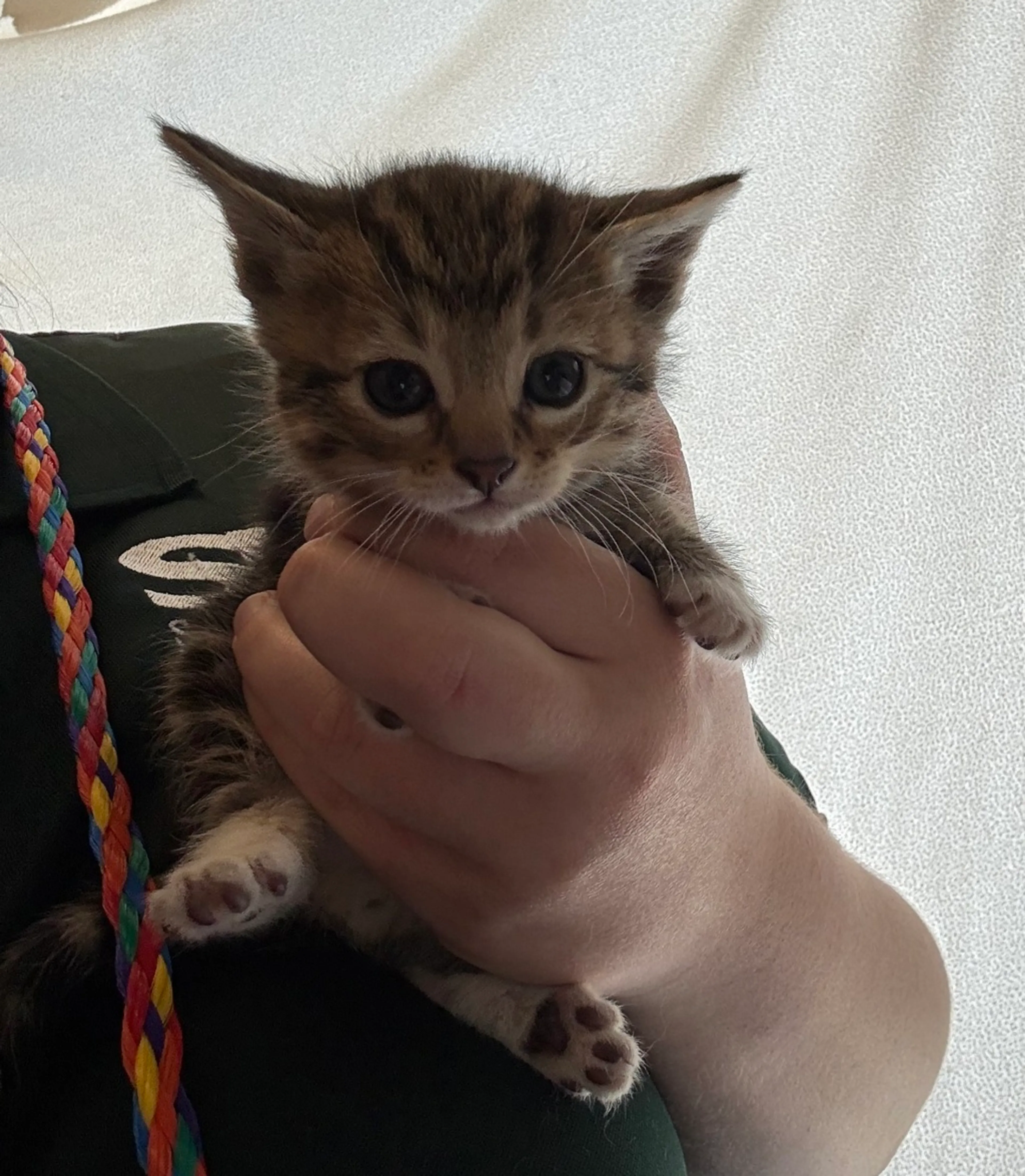 Found pet