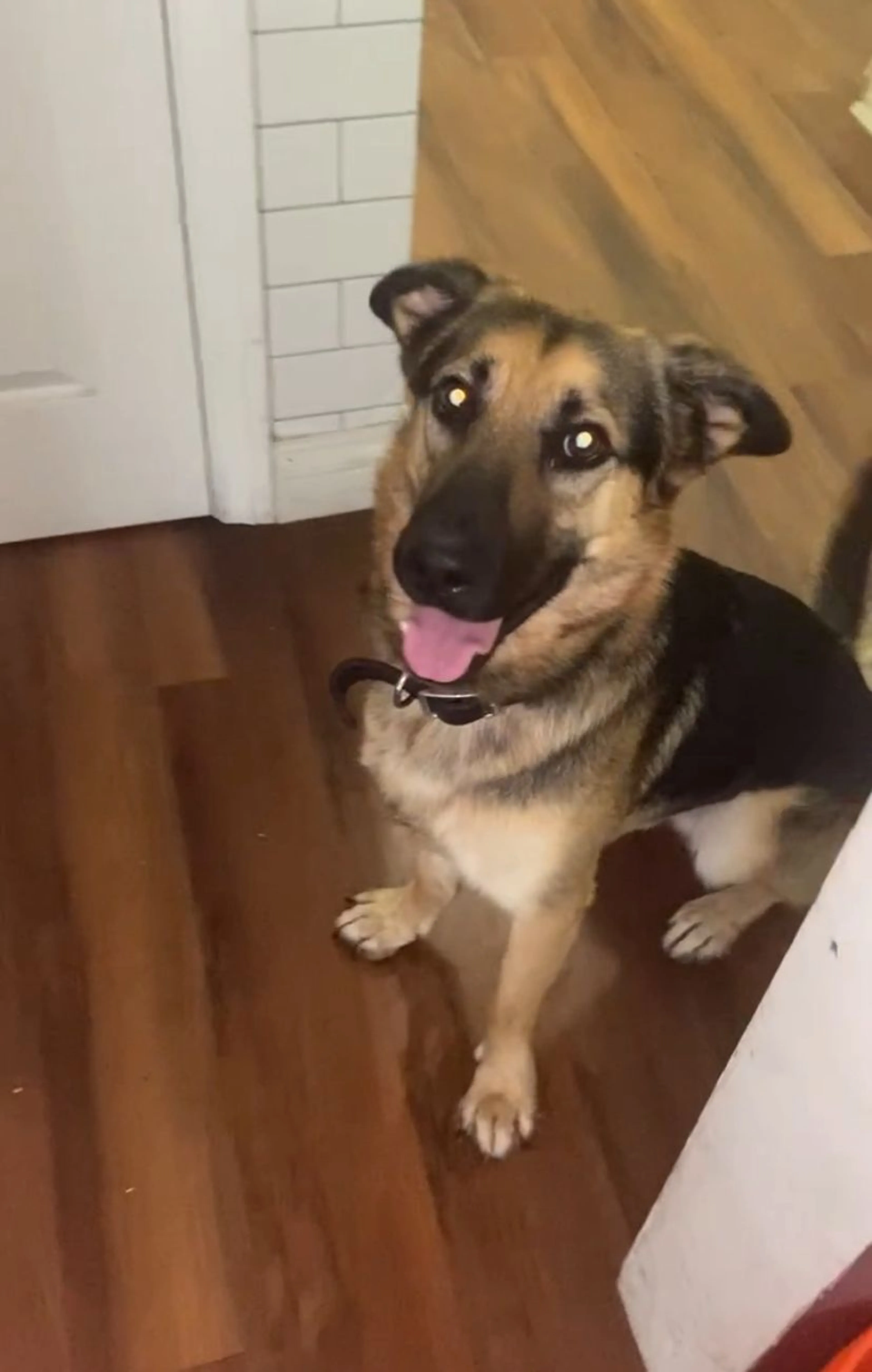 Lost pet-0