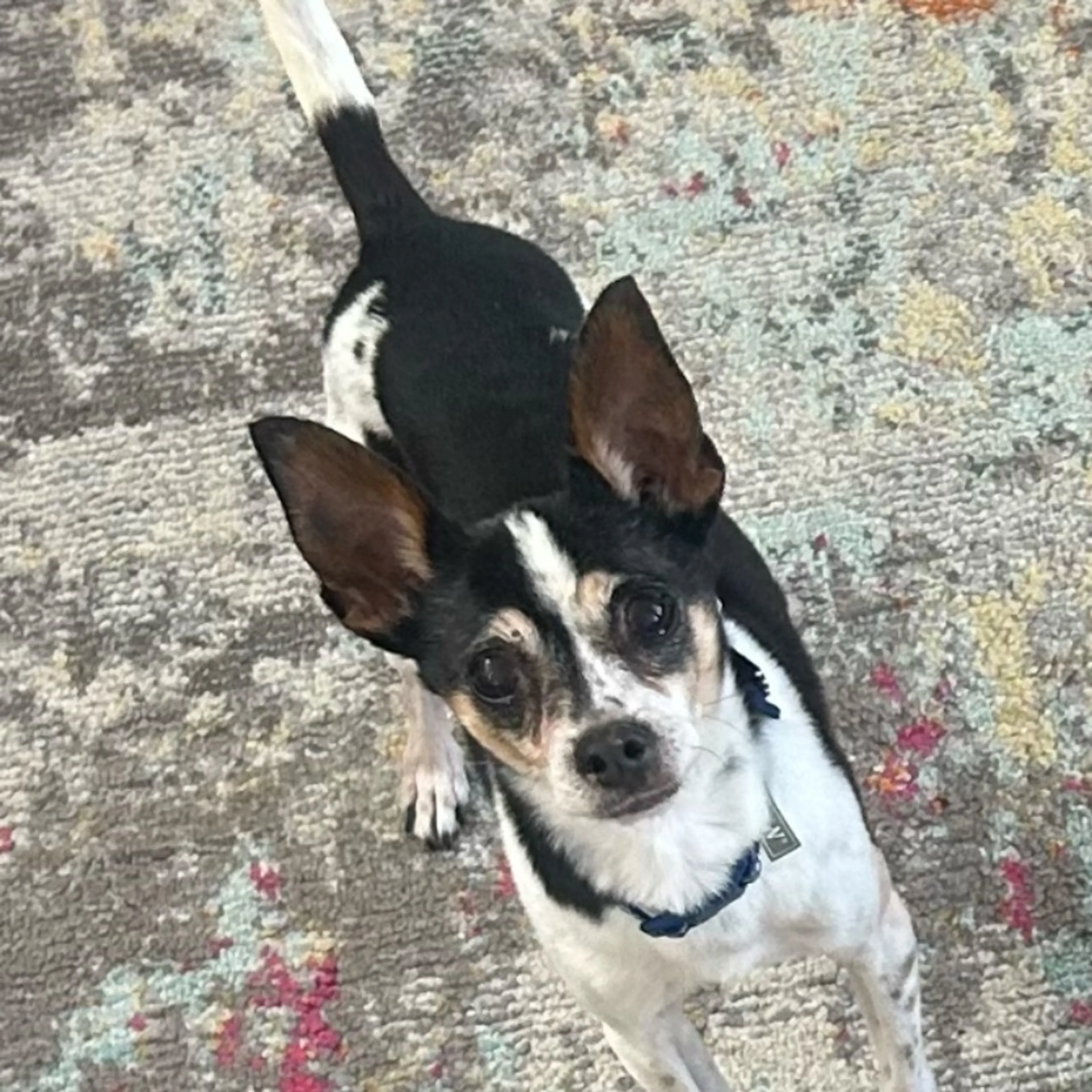 Lost pet