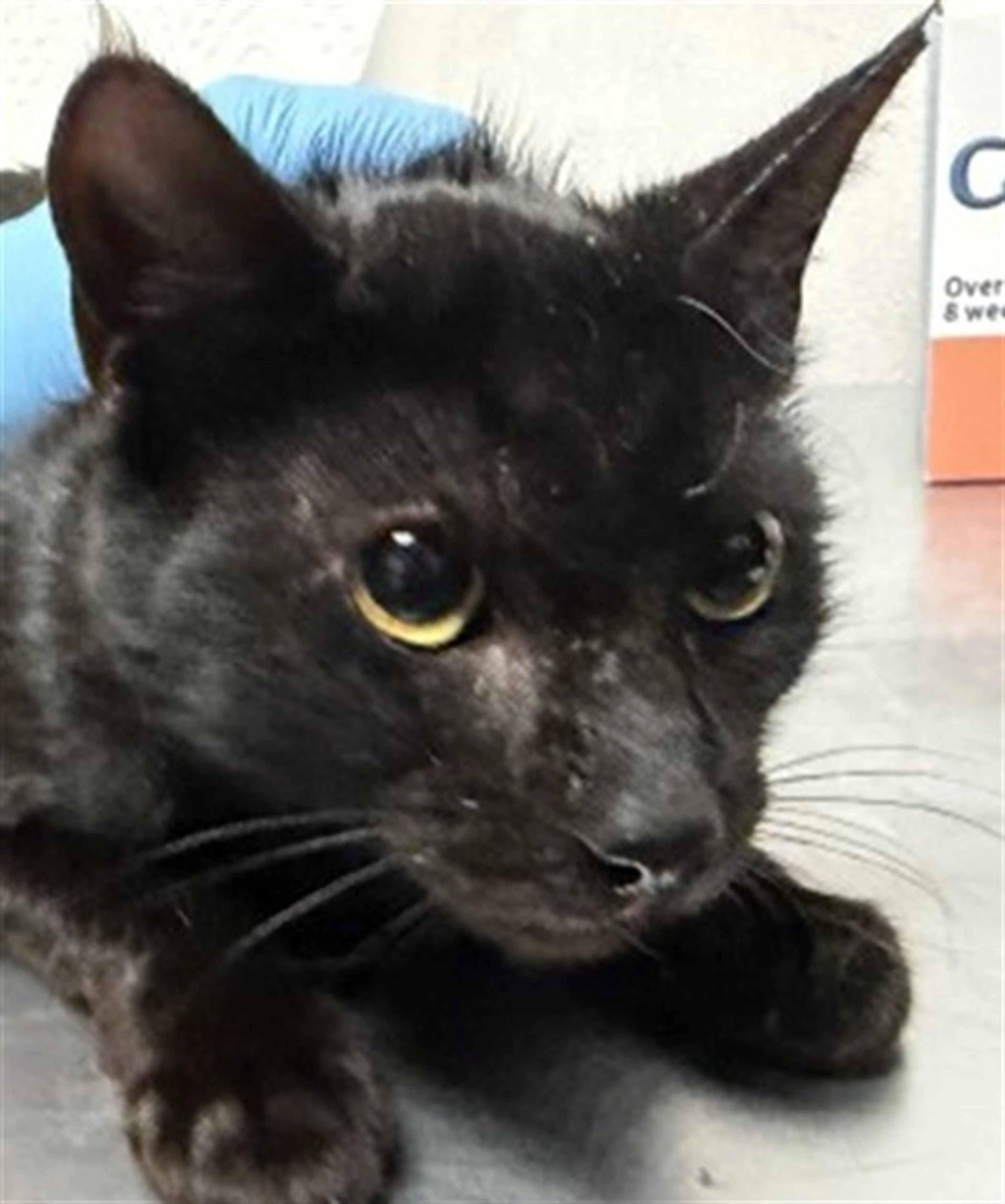 Found pet
