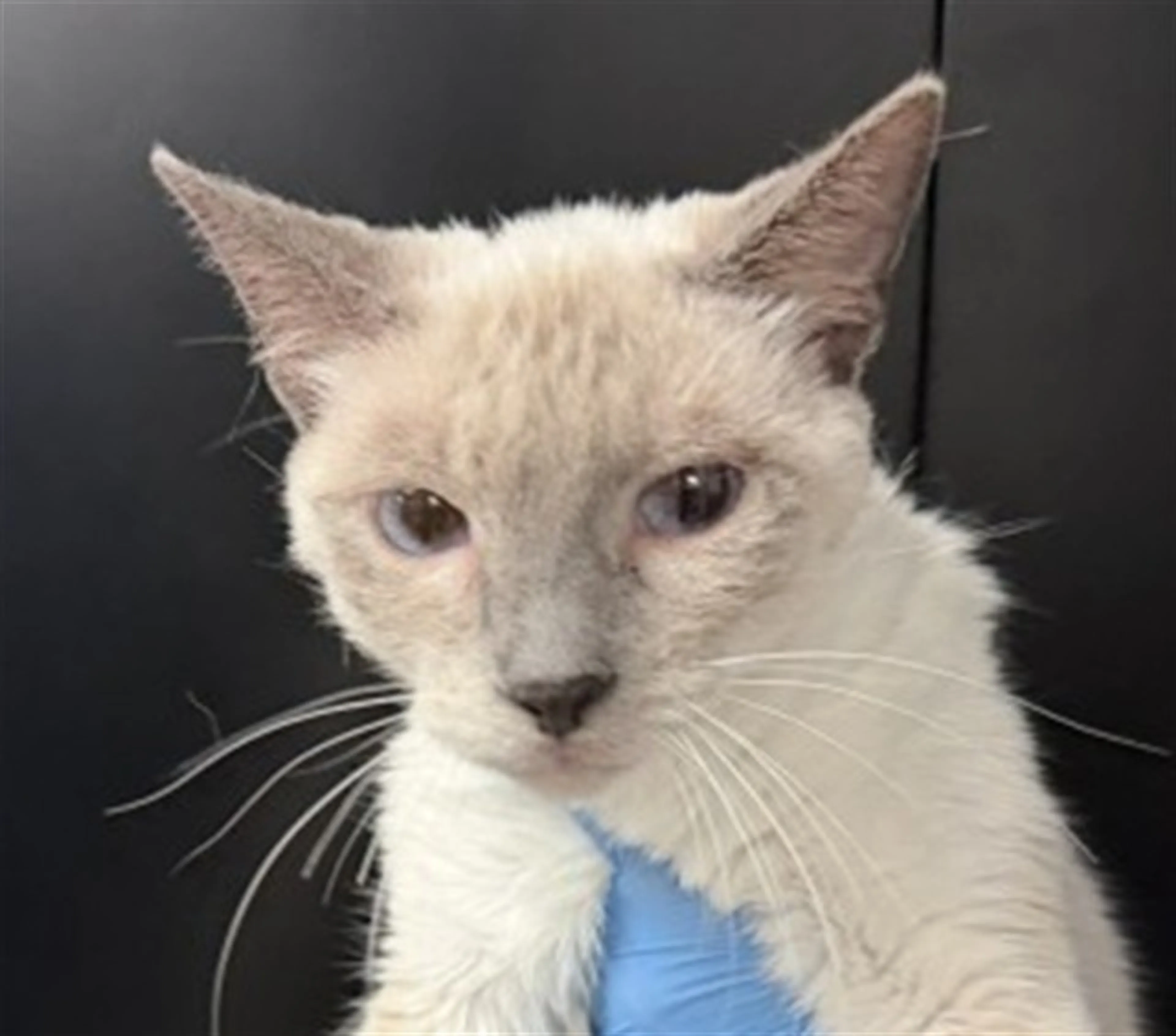 Found pet