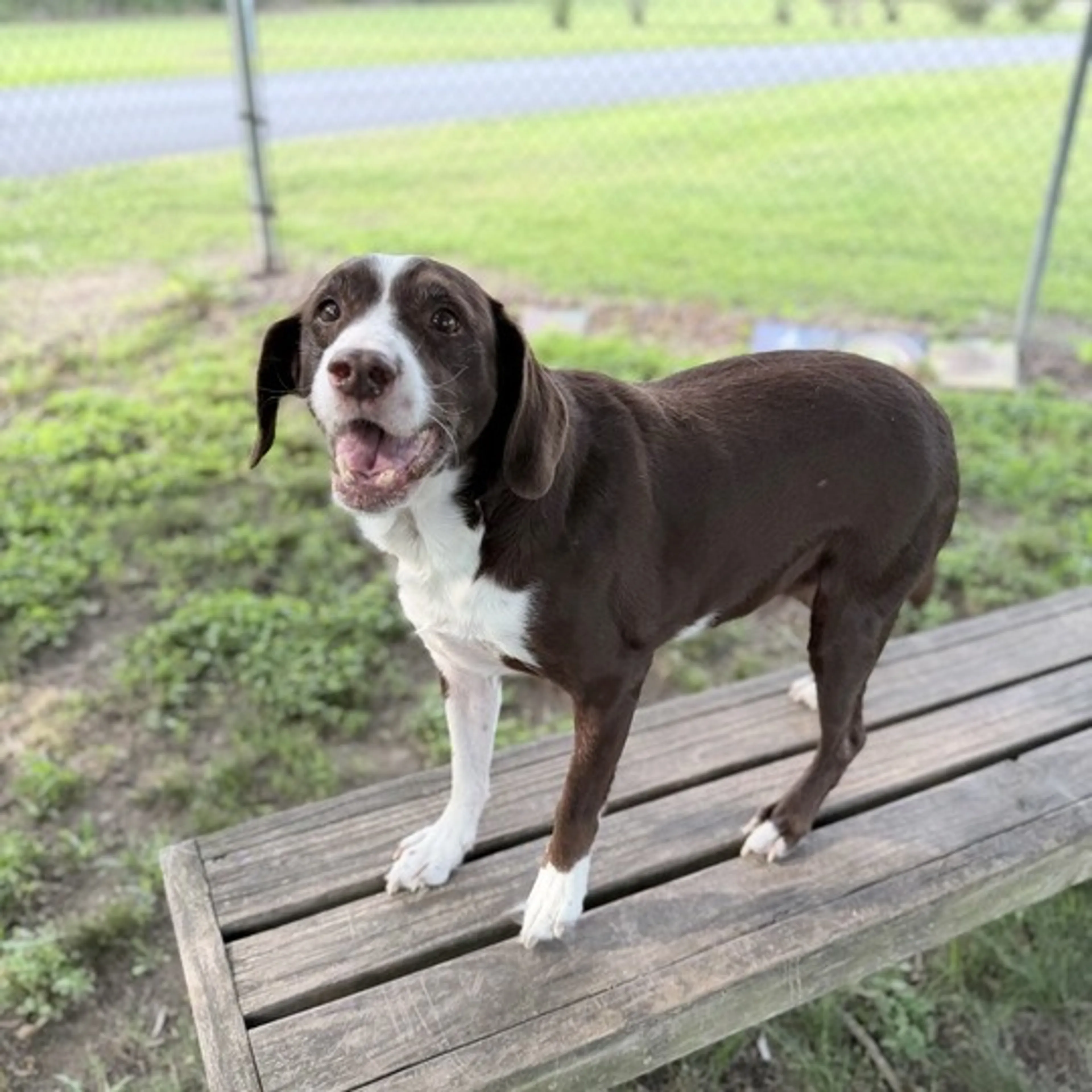Found pet-3
