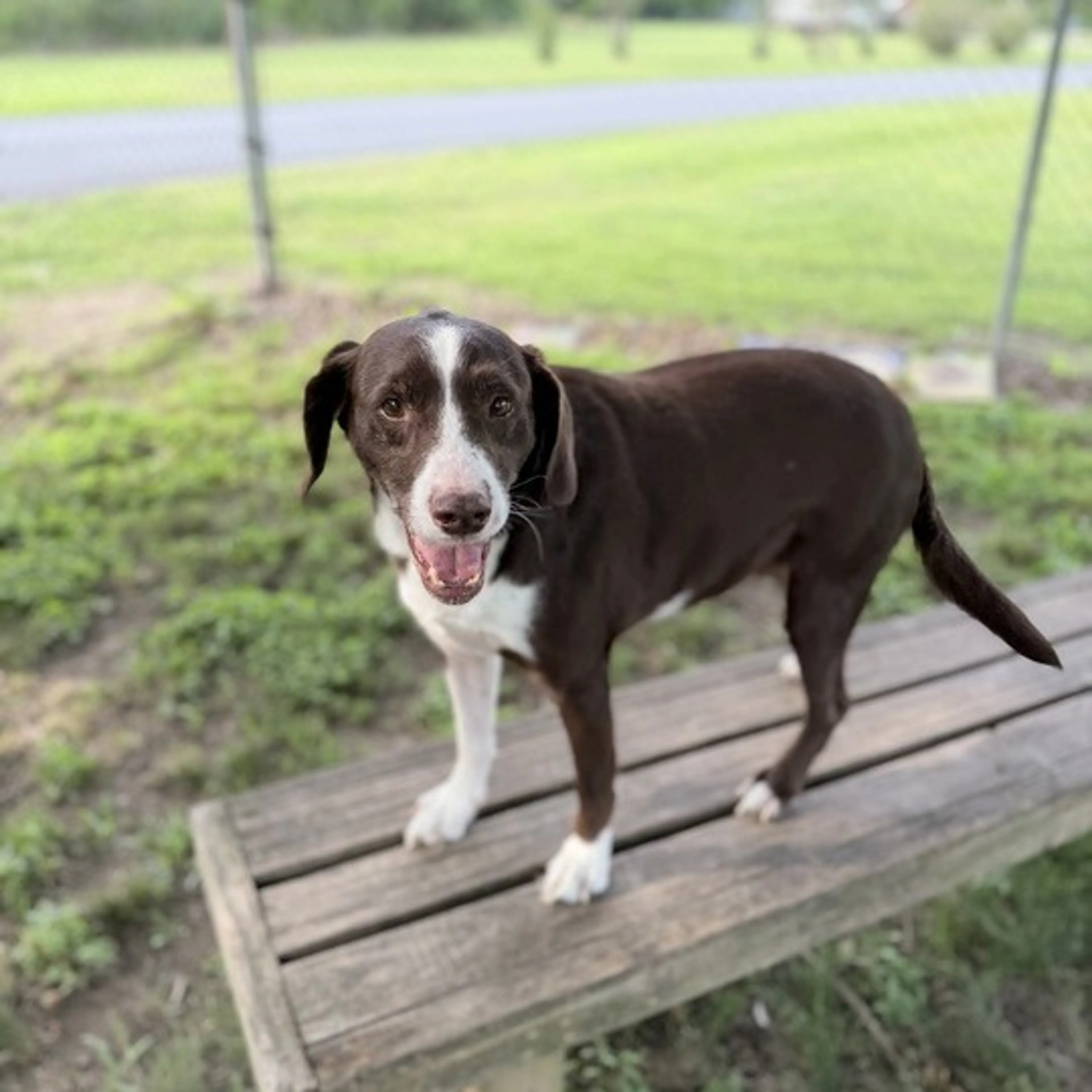 Found pet-2