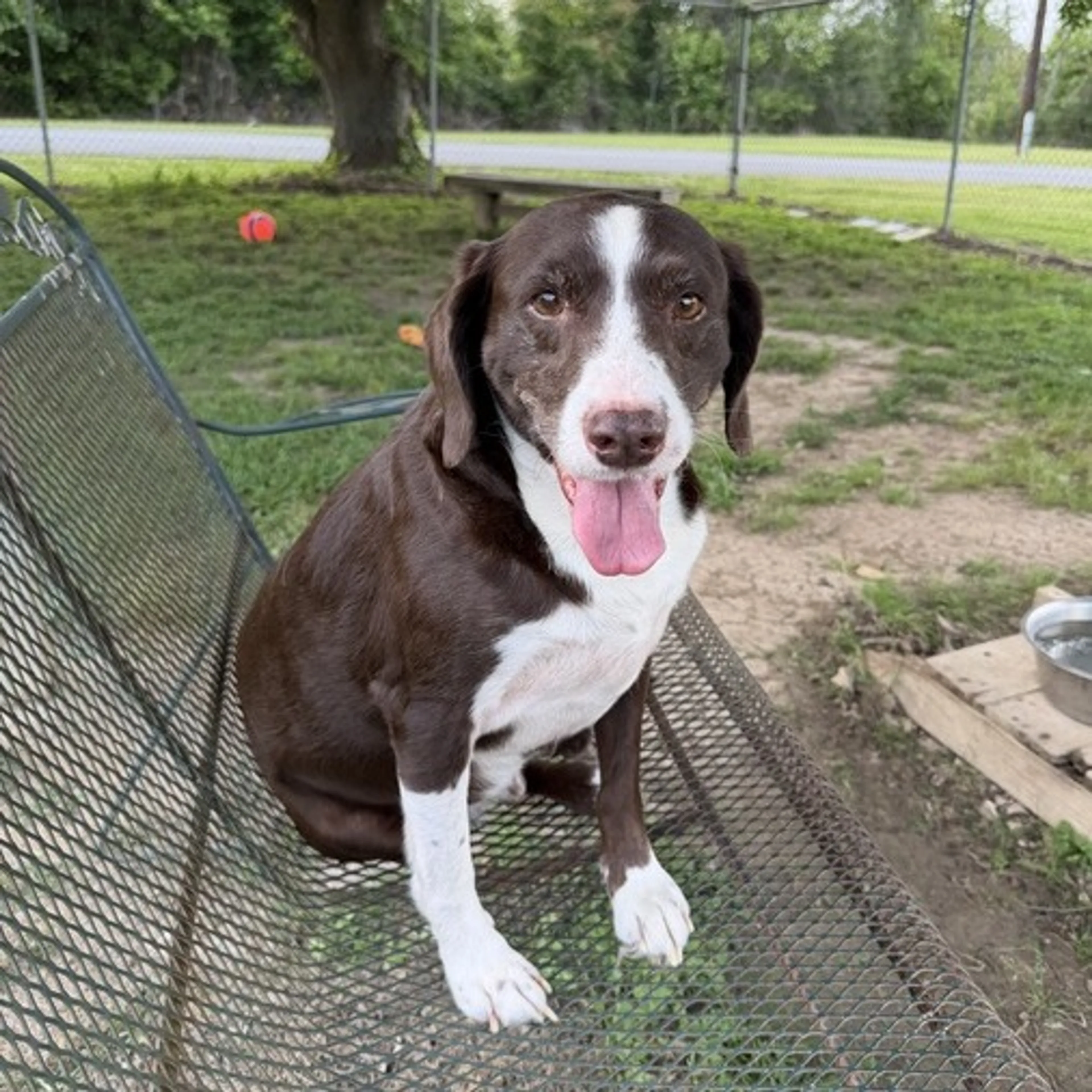 Found pet-1