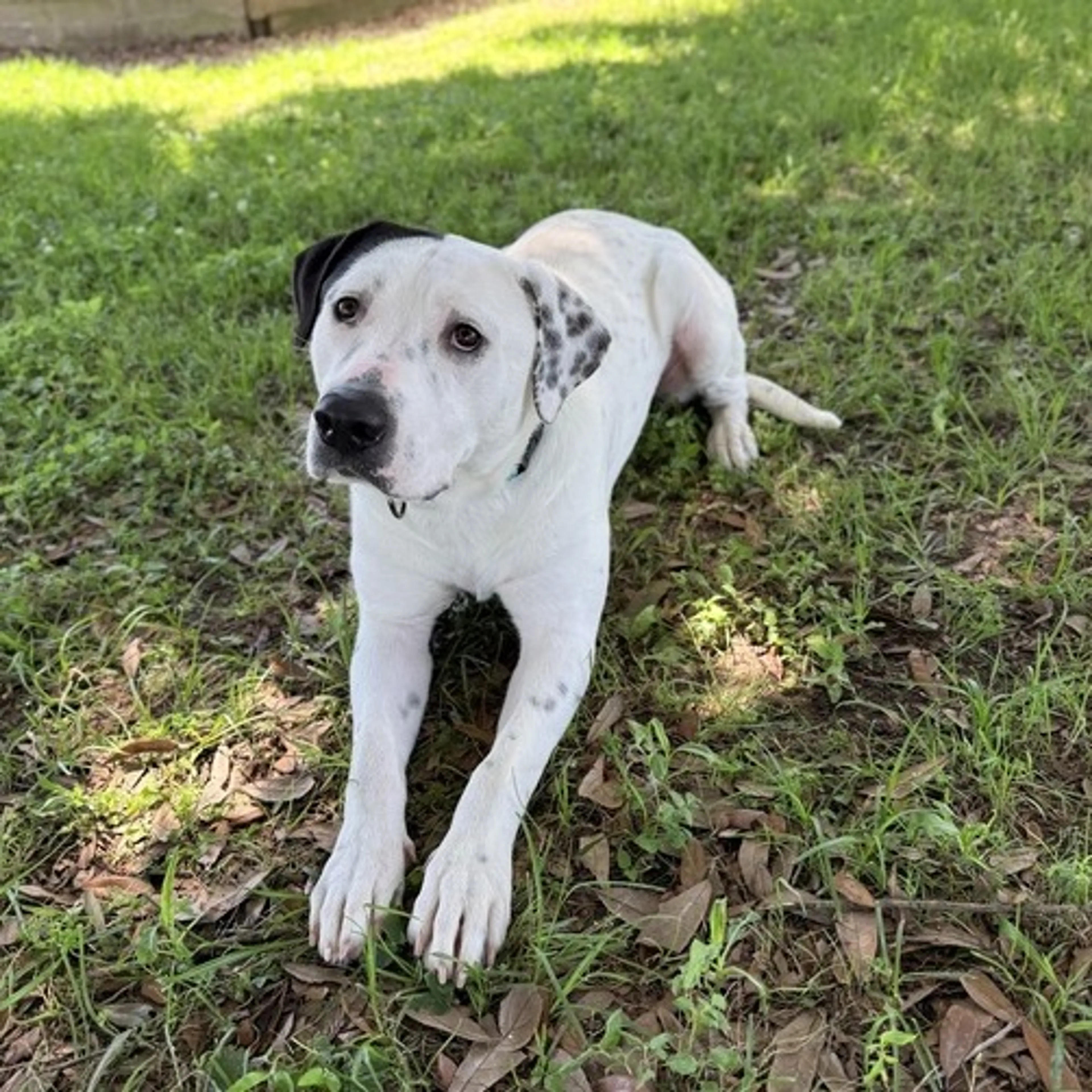 Found pet-2