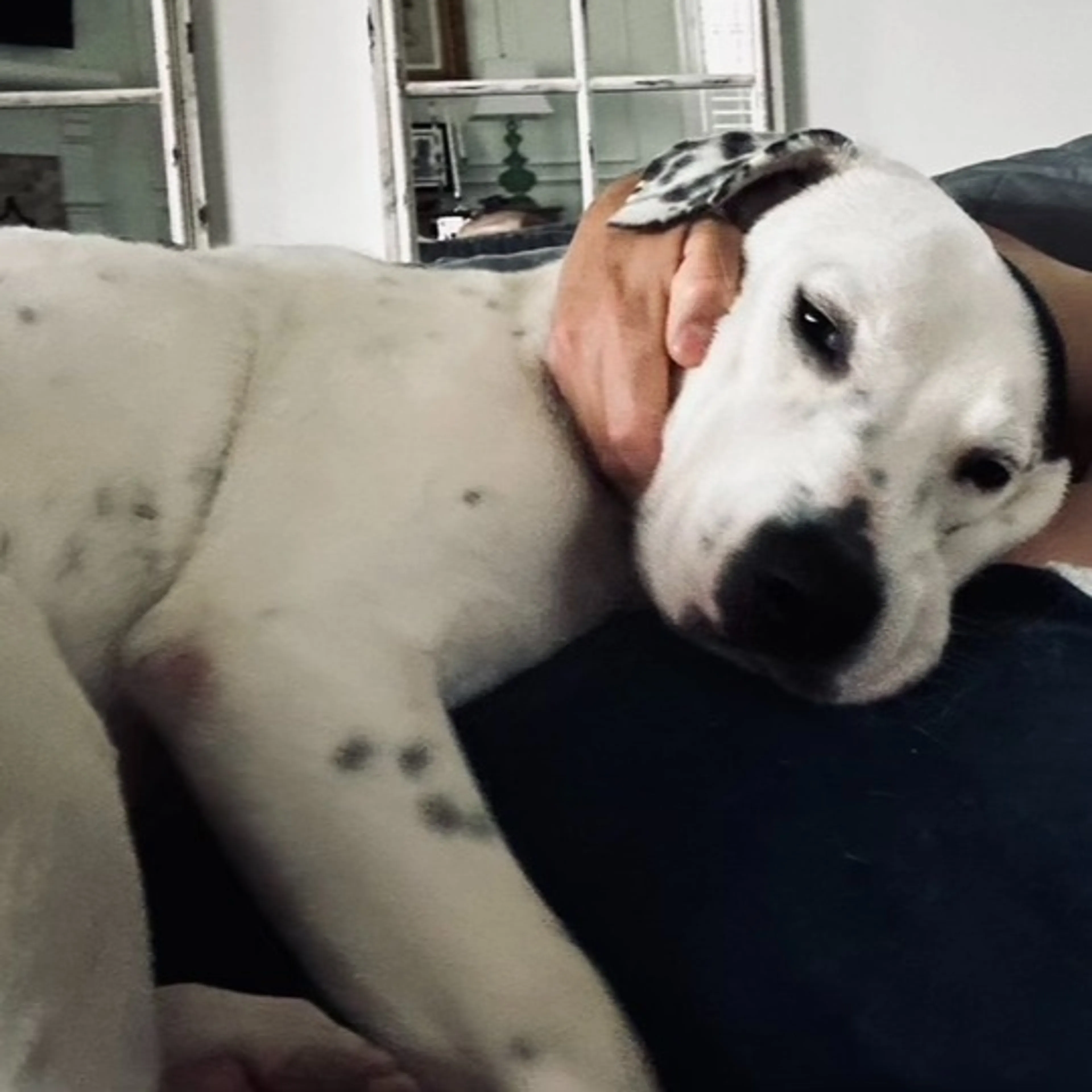 Found pet-1