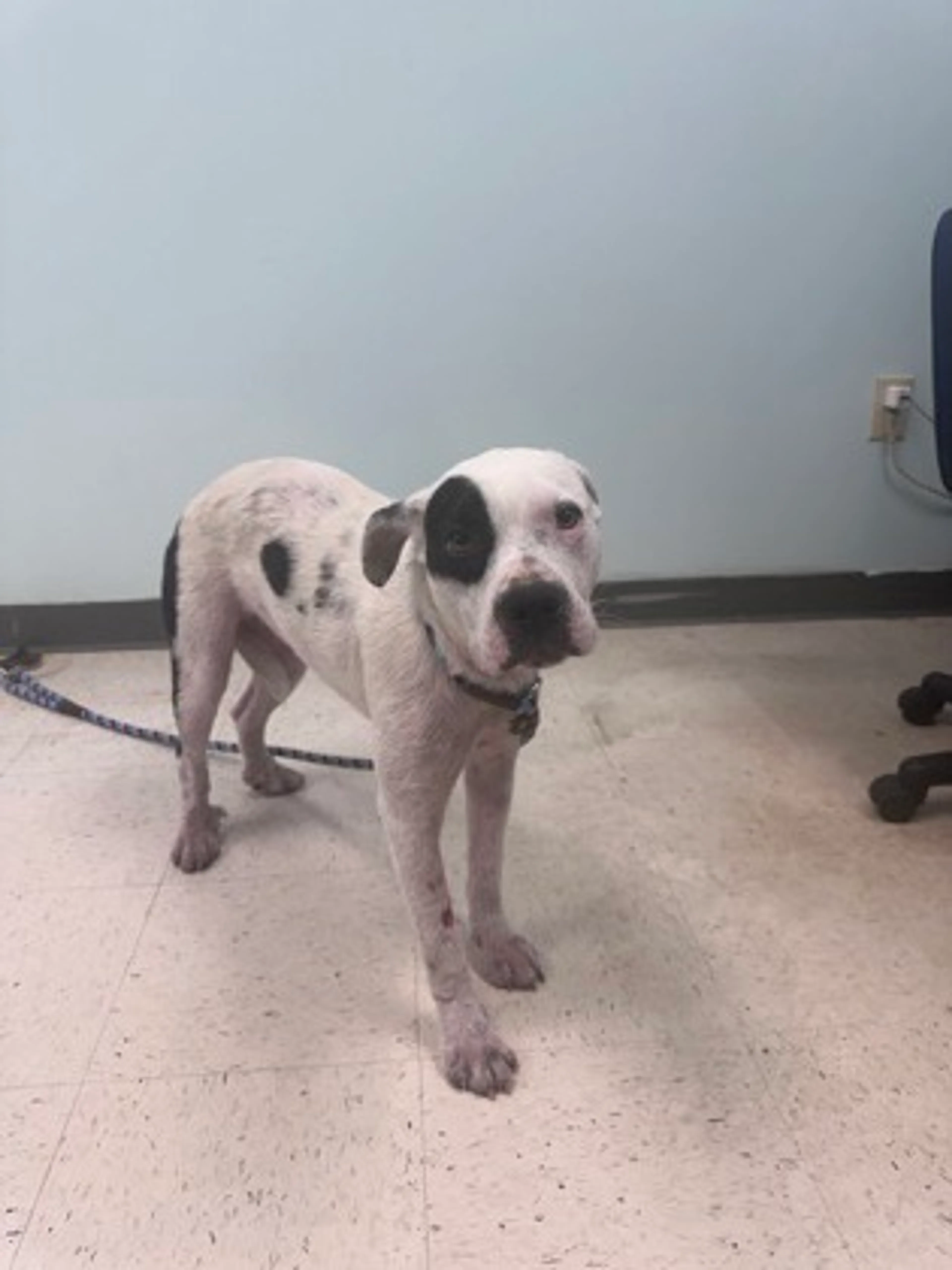 Found pet-1