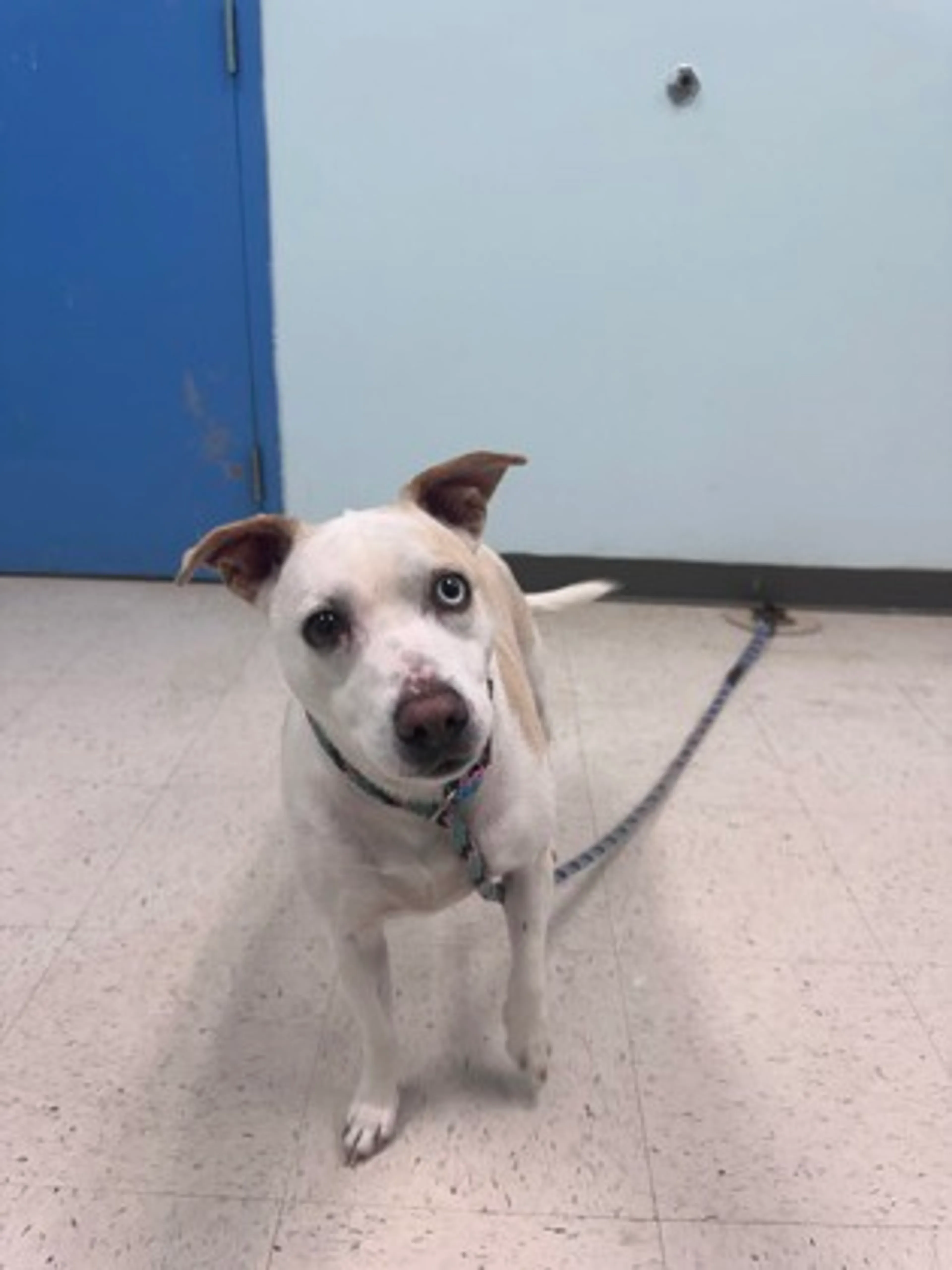 Found pet-1