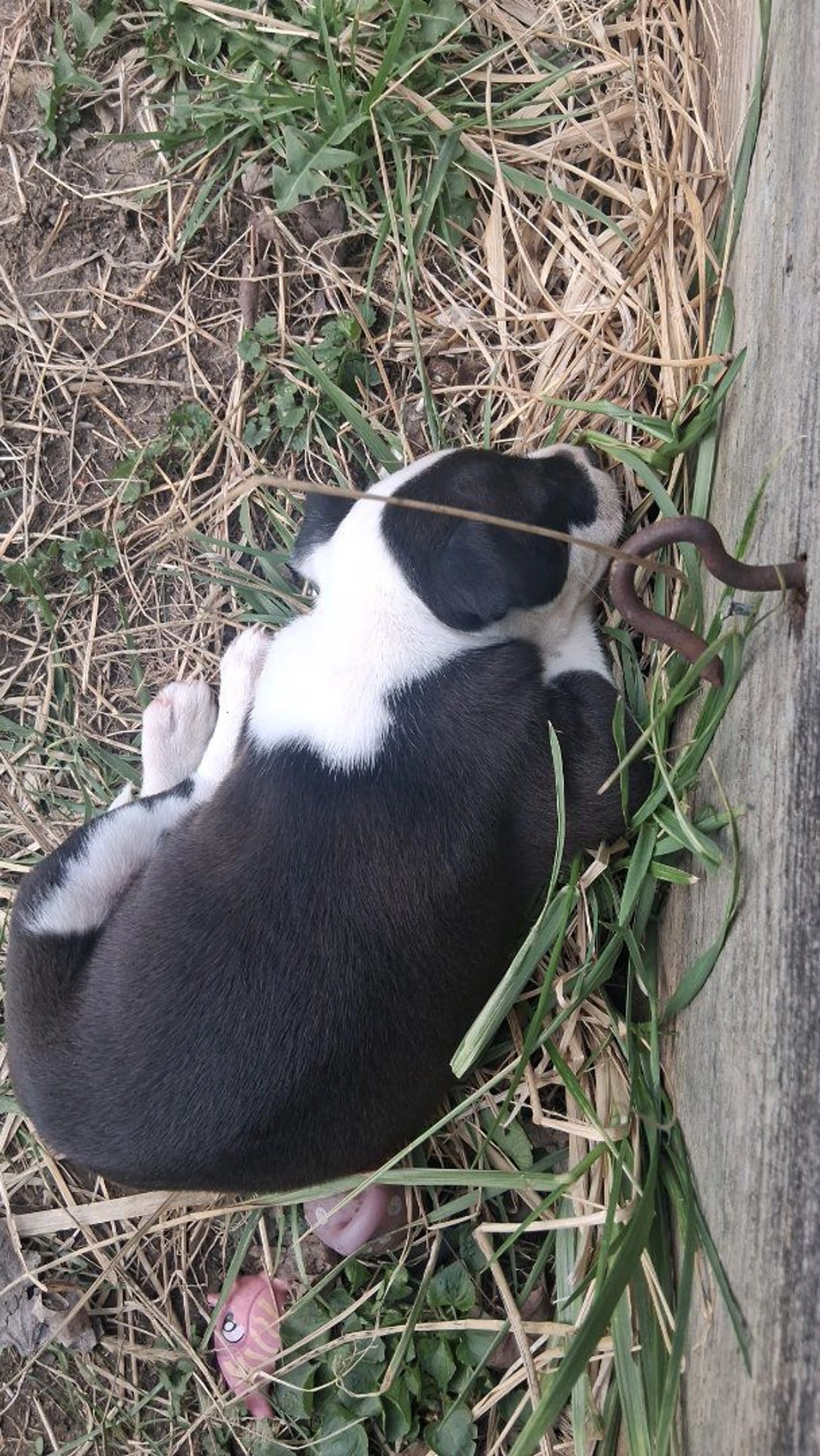 Lost pet-2