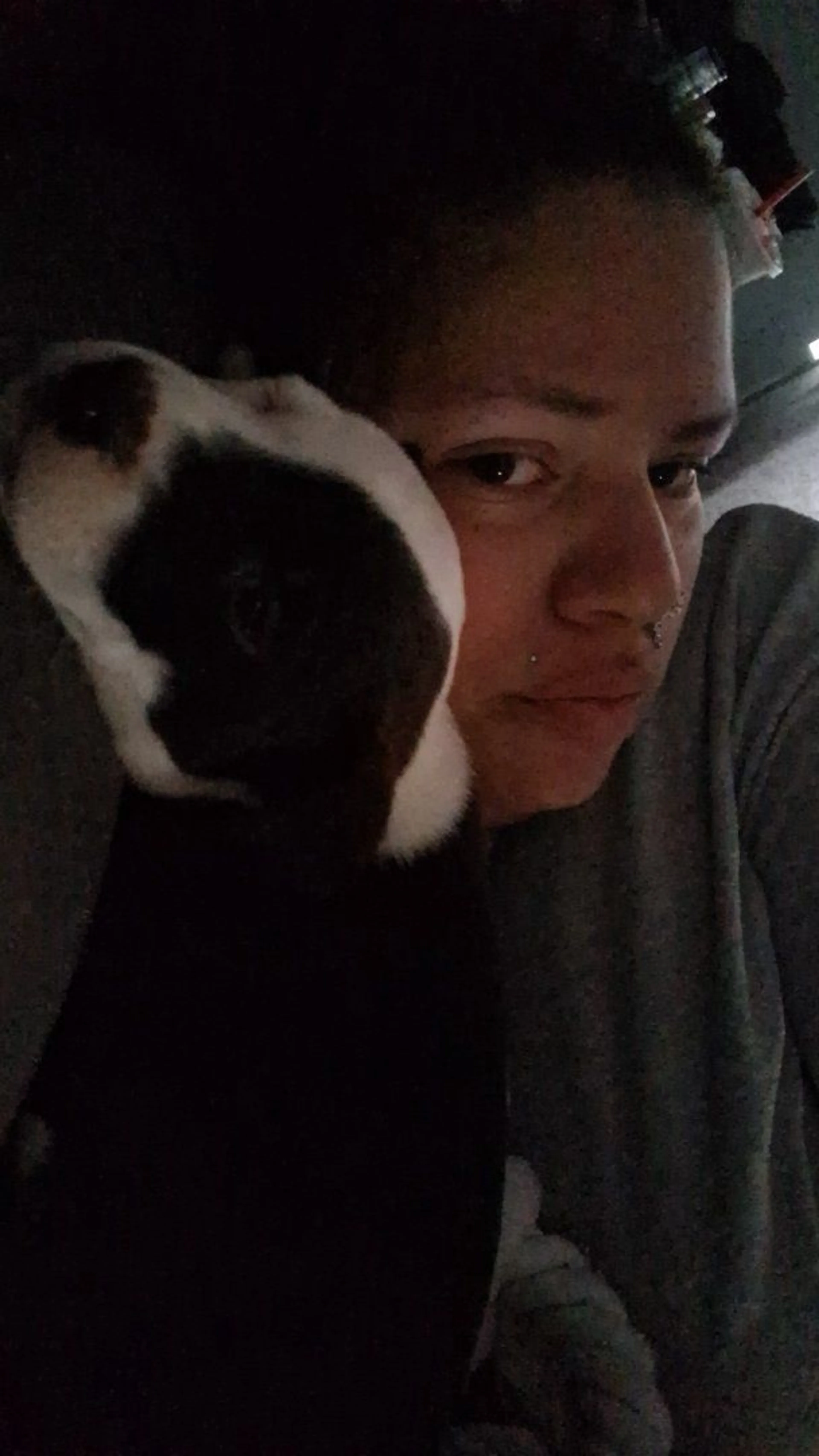 Lost pet-3