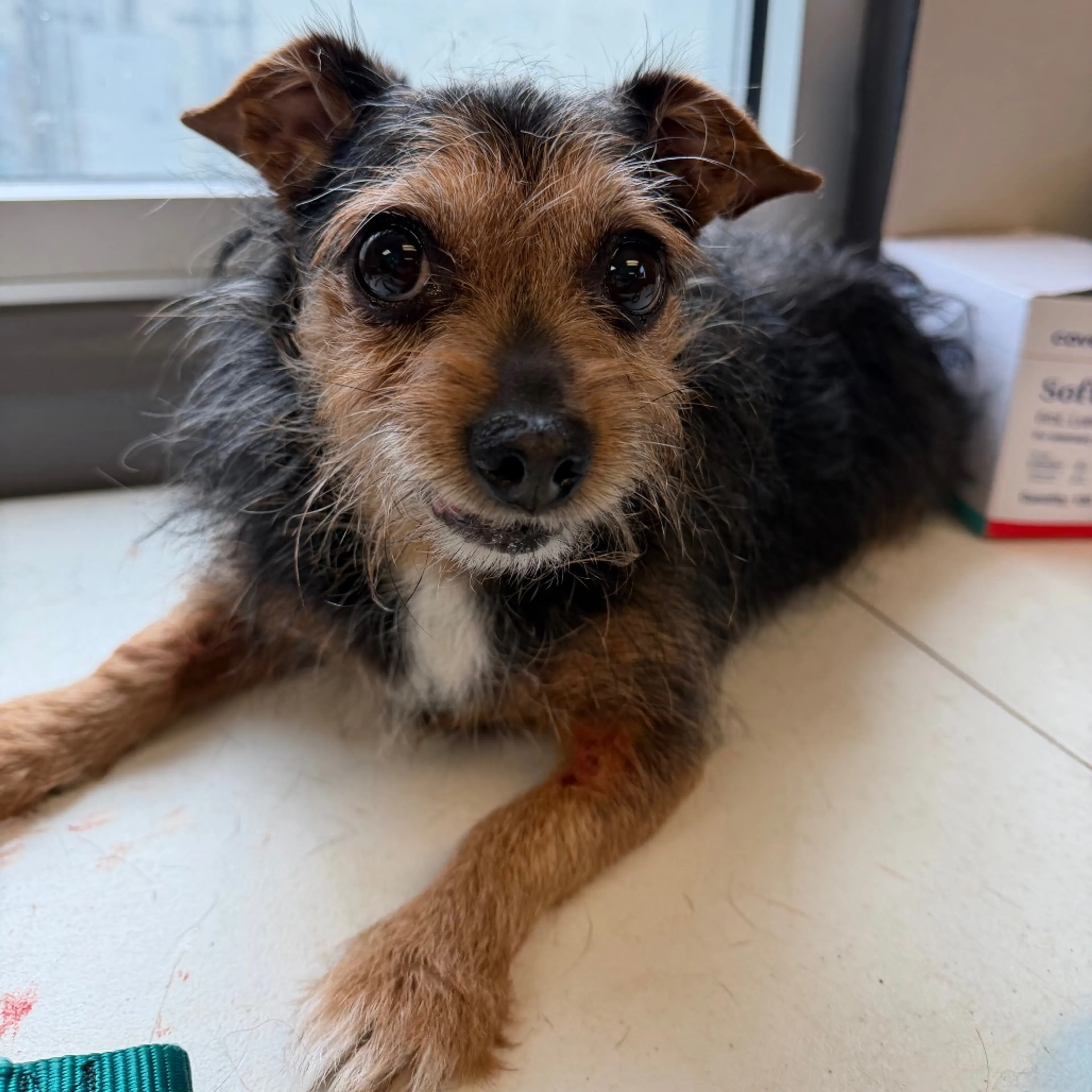 Found pet