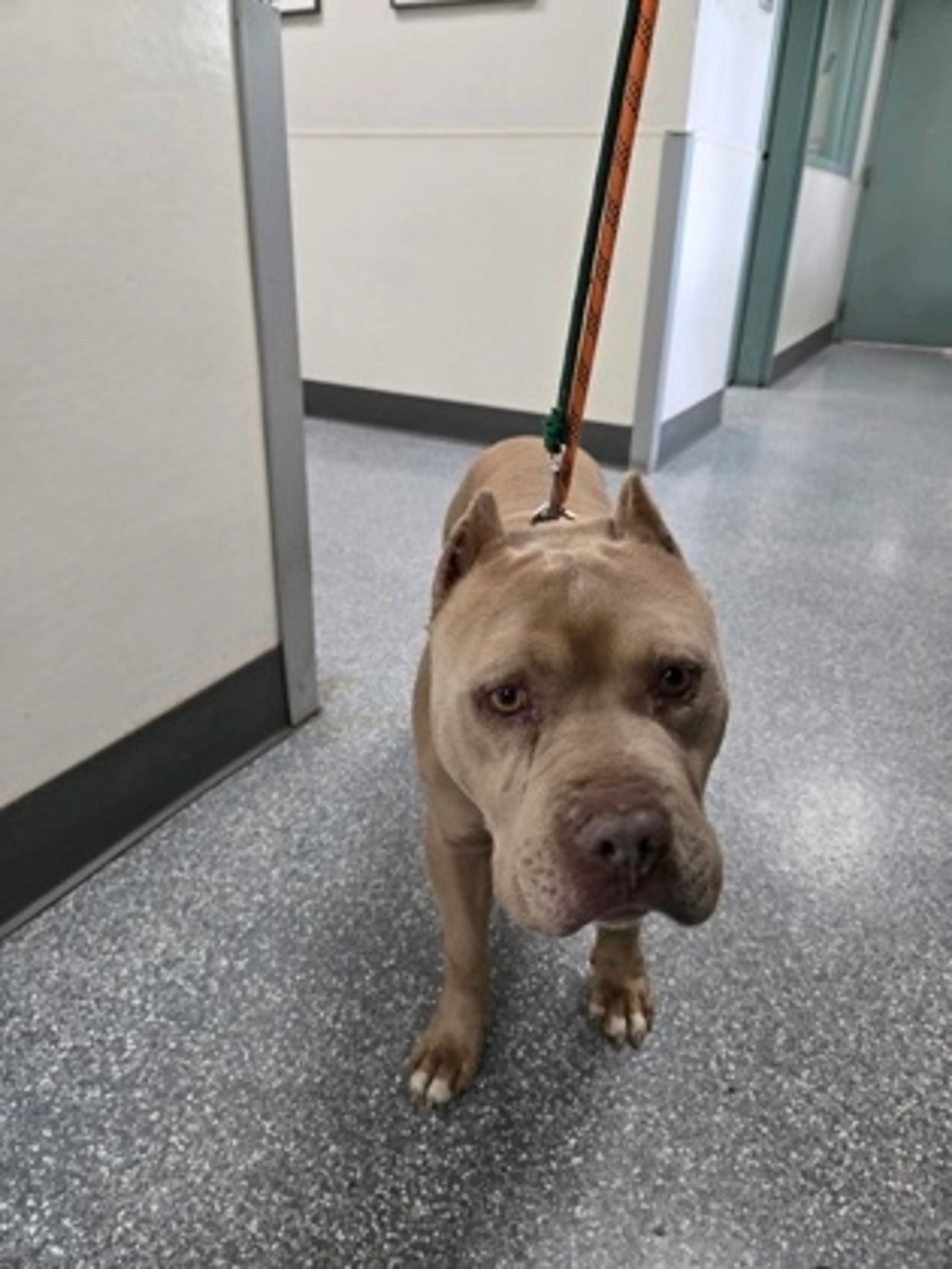 Found pet-1