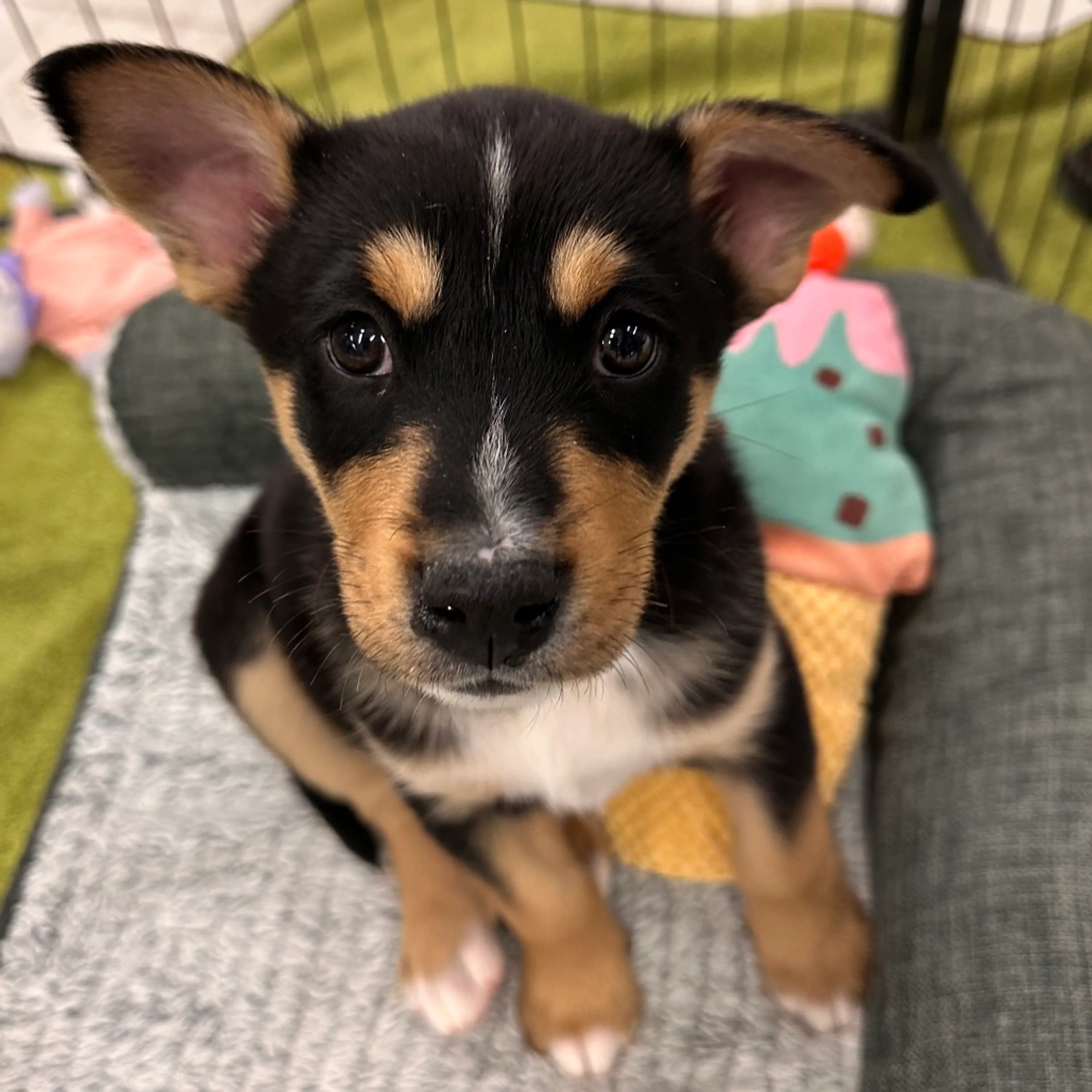 Found pet-4