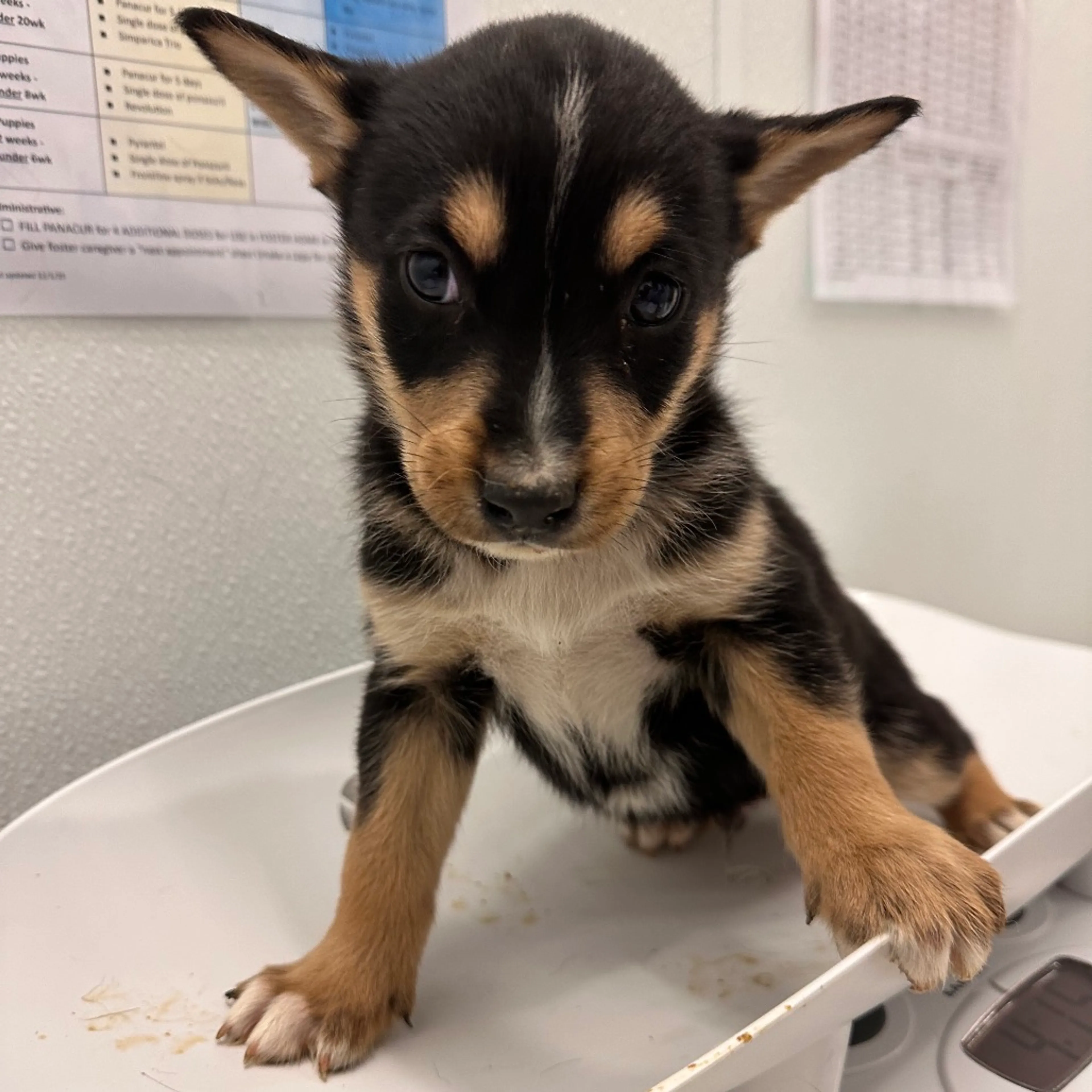 Found pet-2