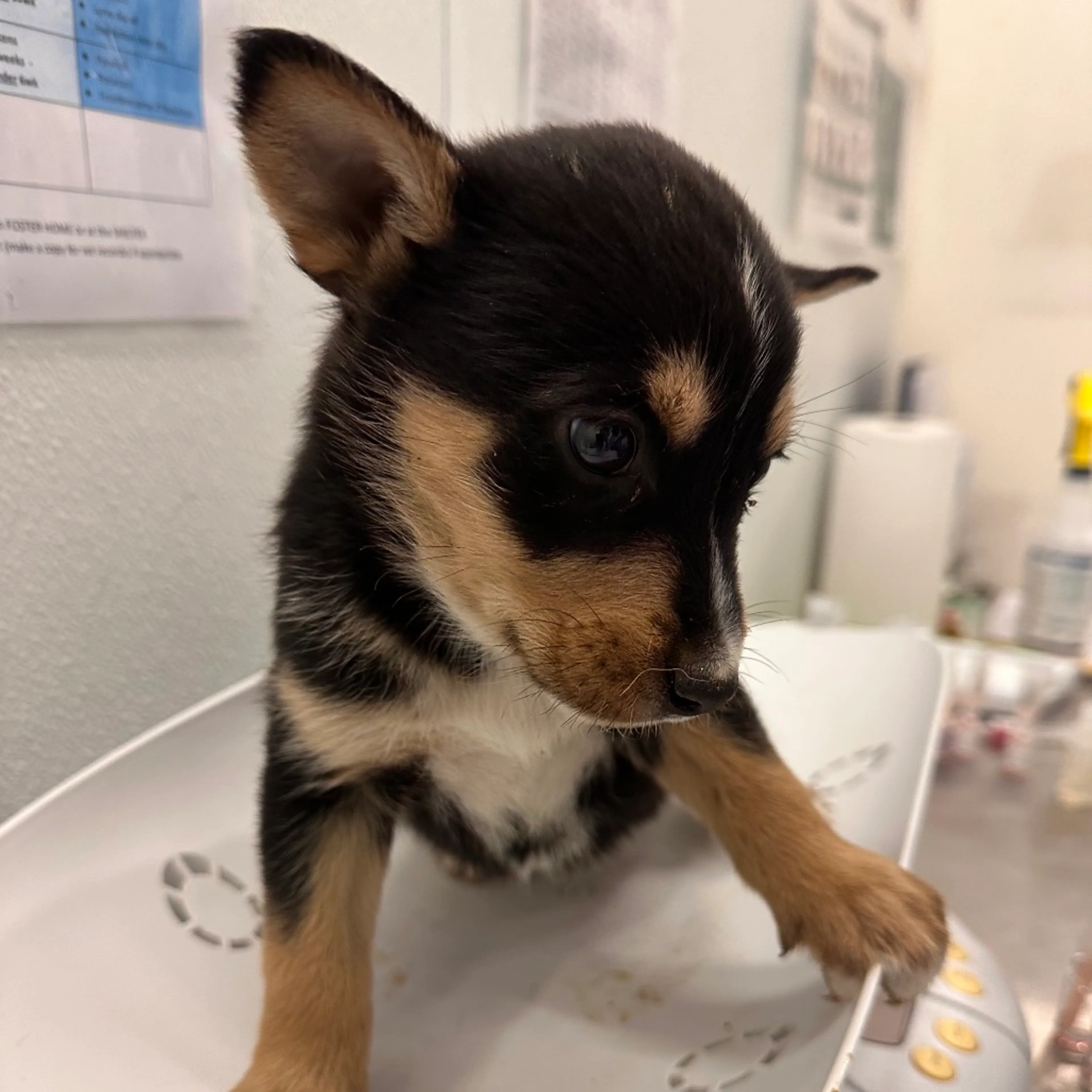 Found pet-3