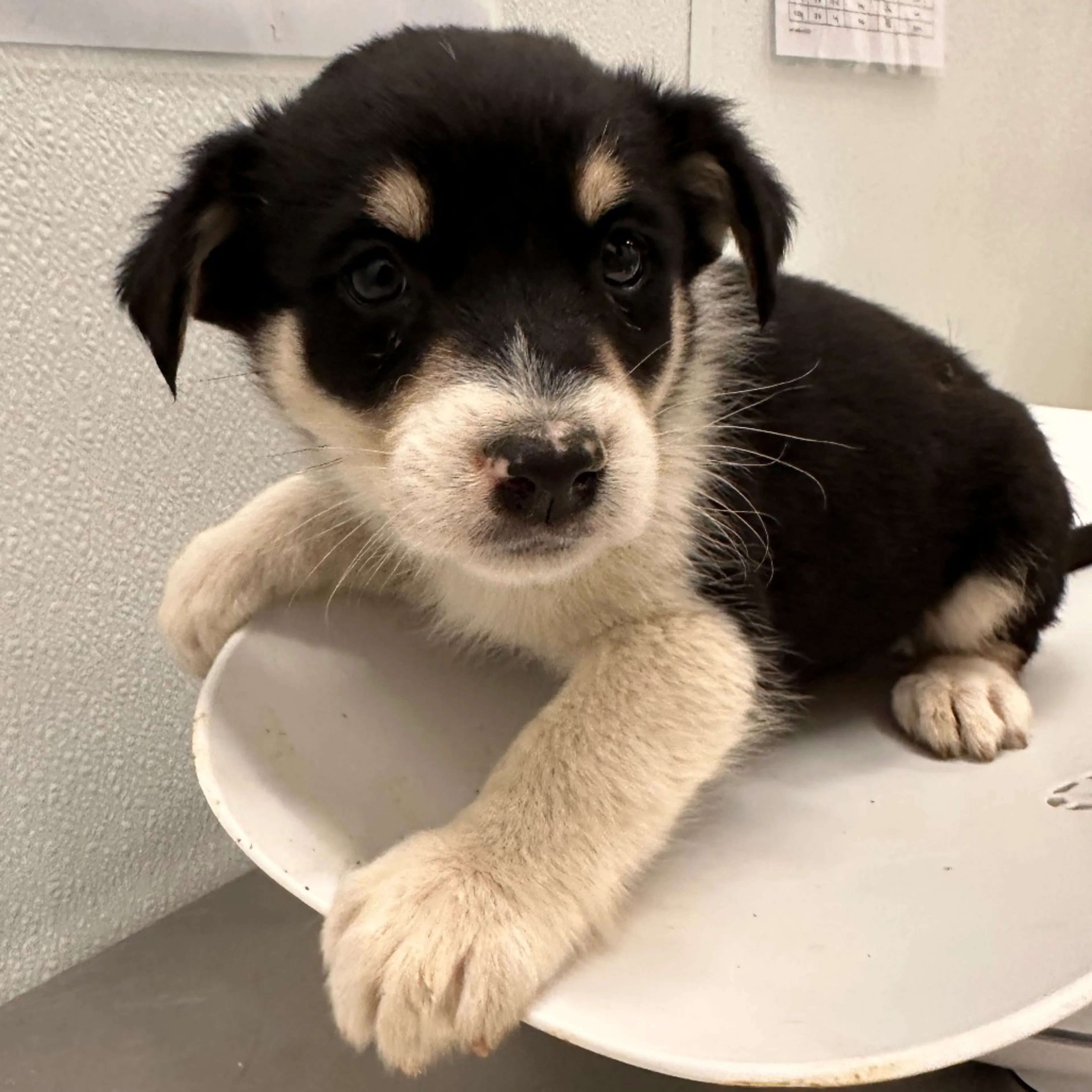 Found pet-3