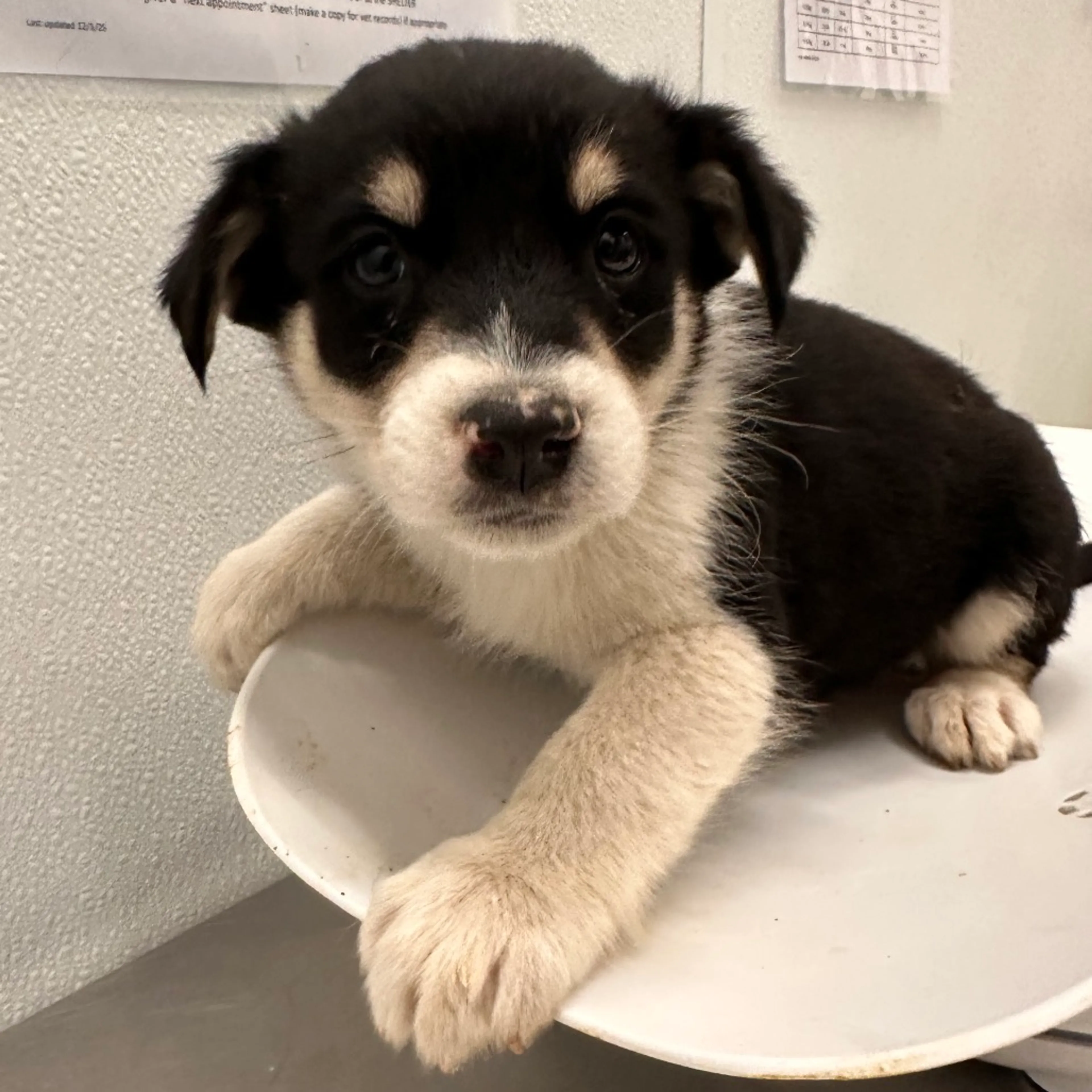 Found pet-2