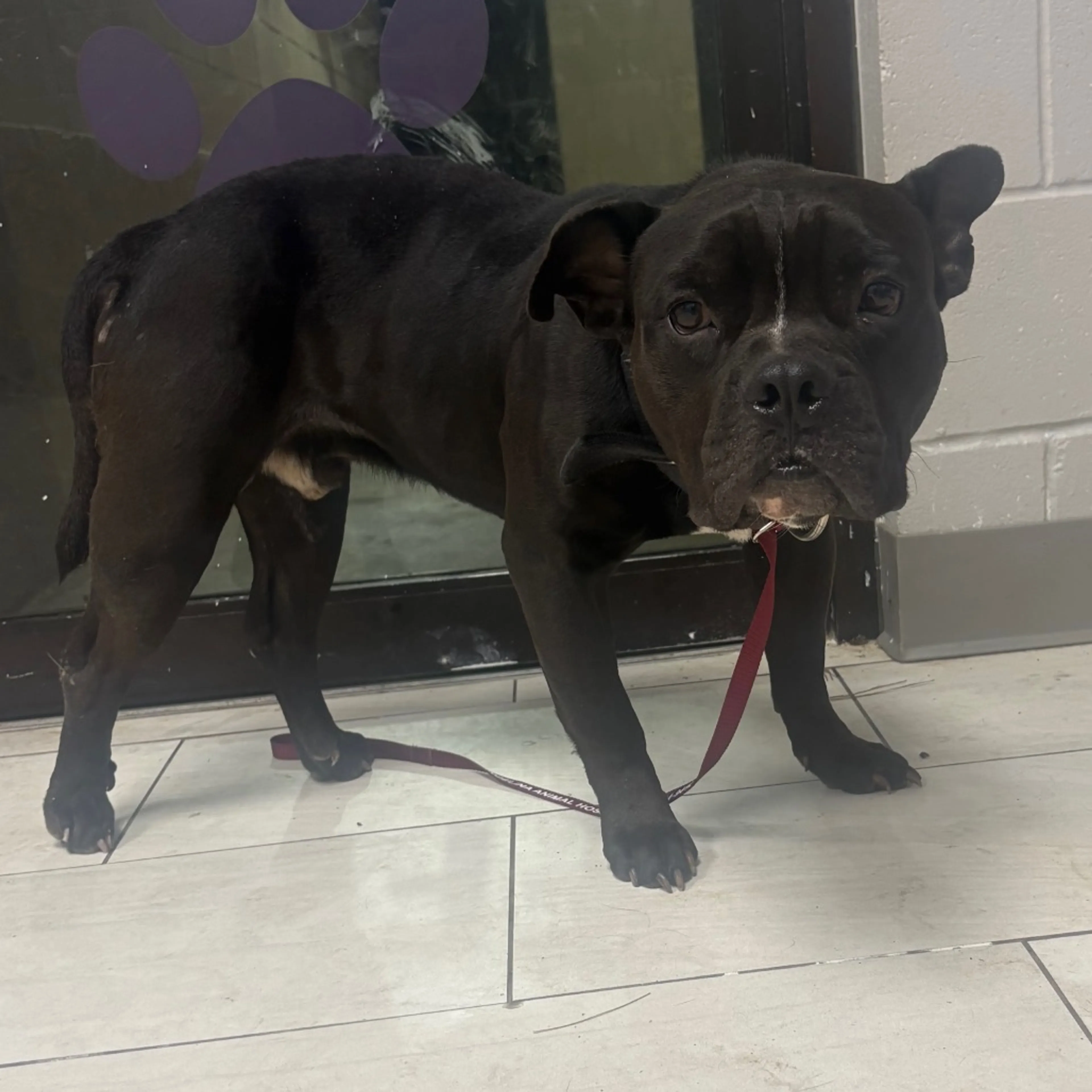 Found pet-1