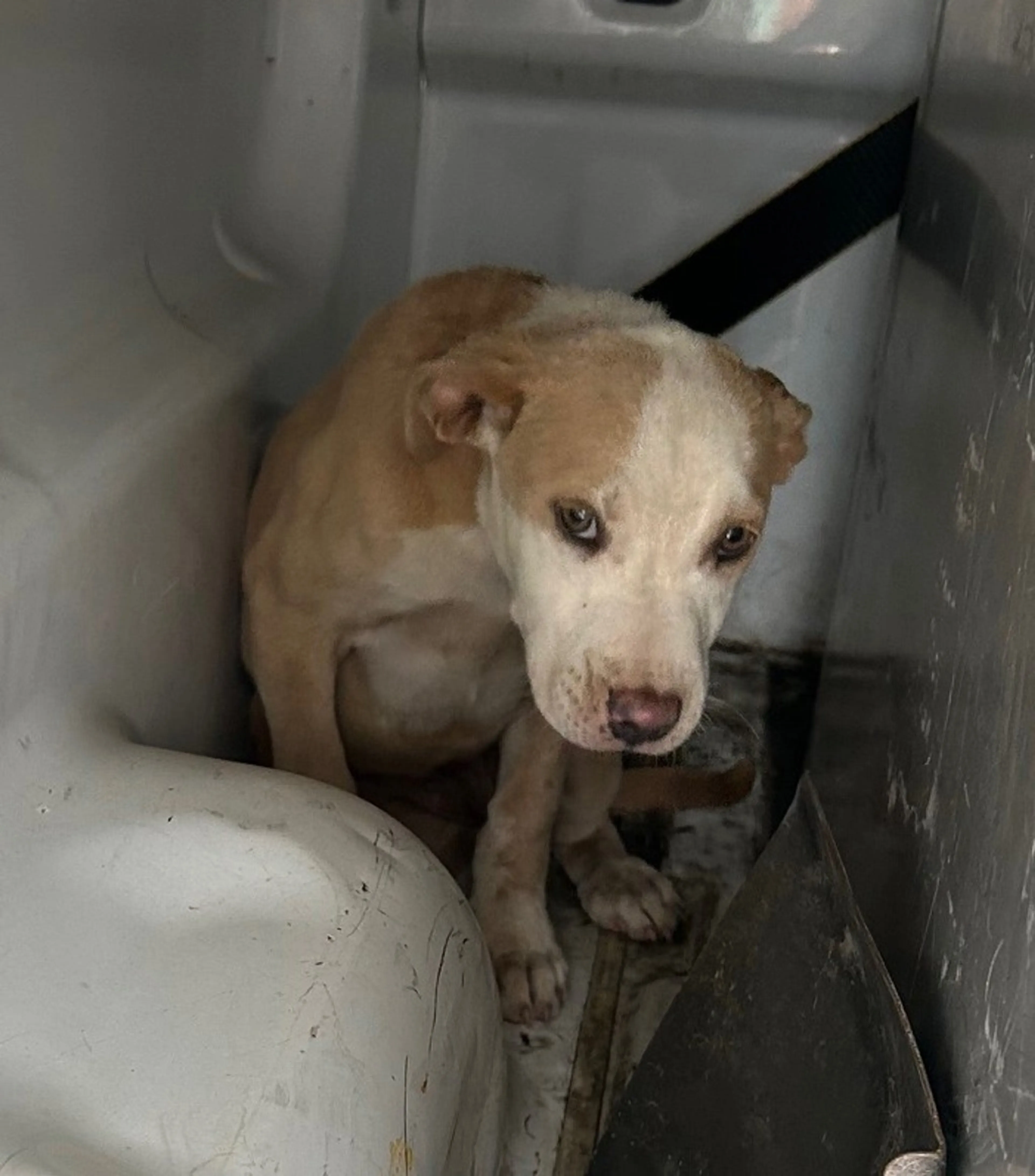 cdn image