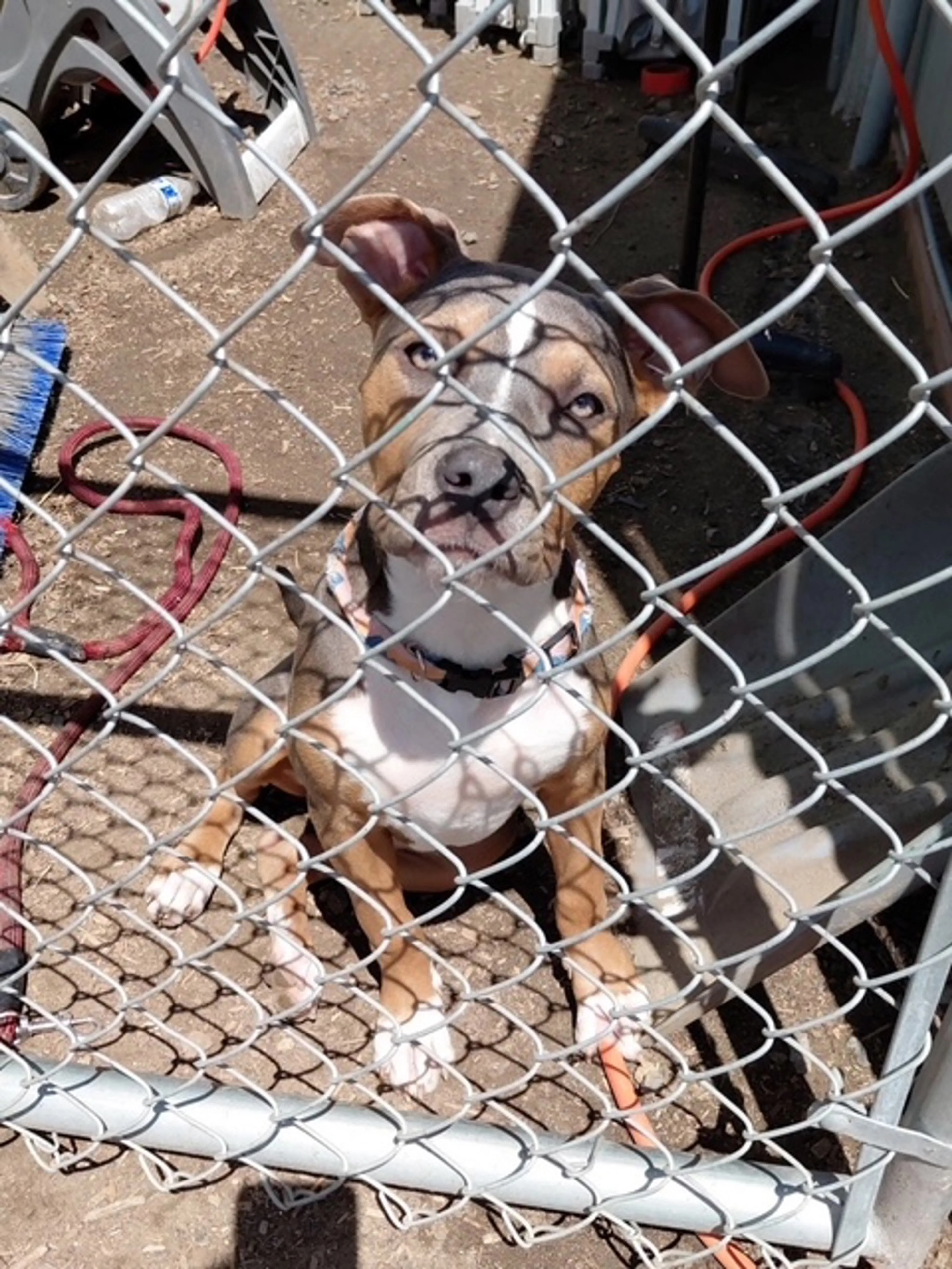 Found pet-3