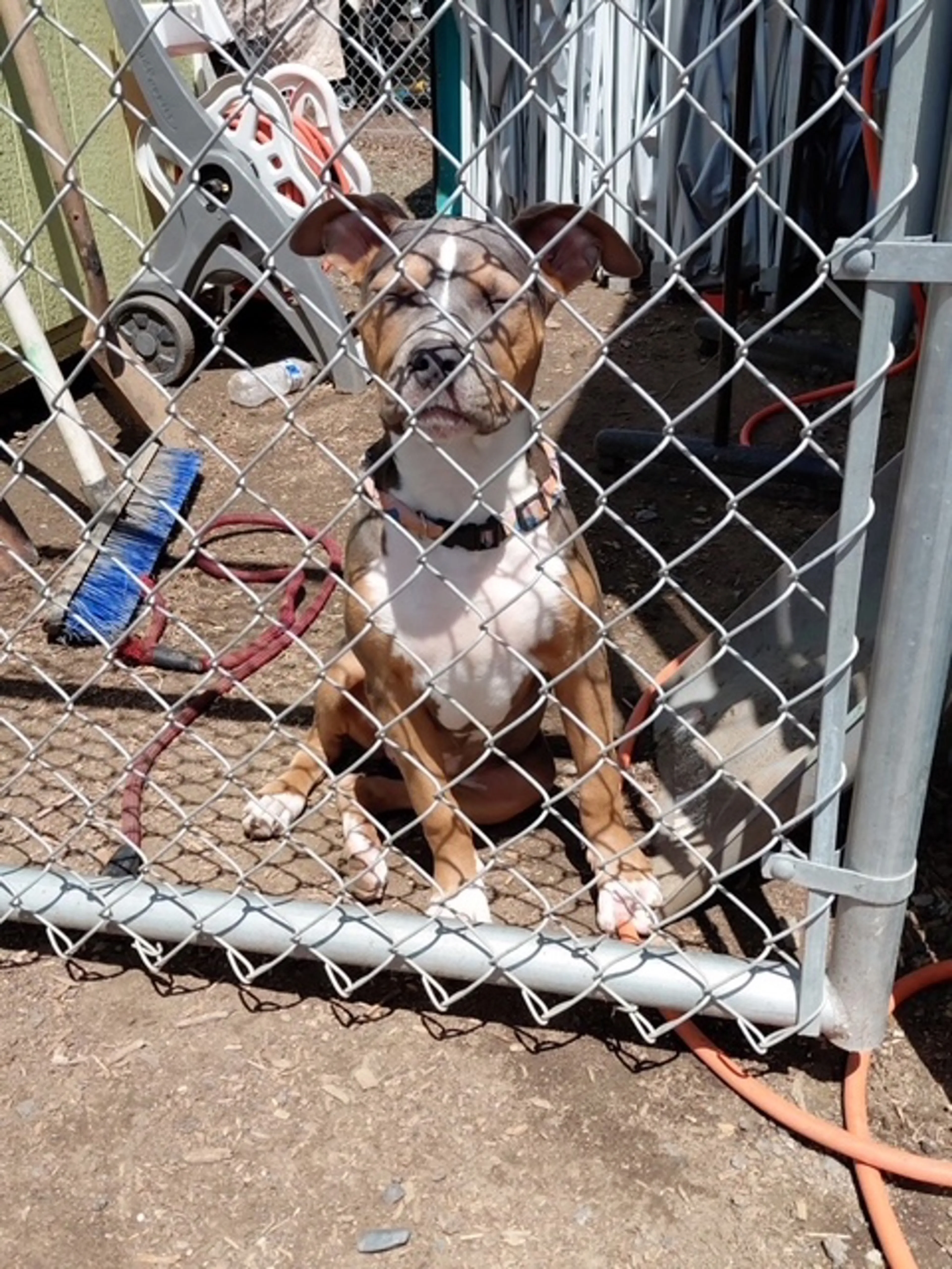 Found pet-2