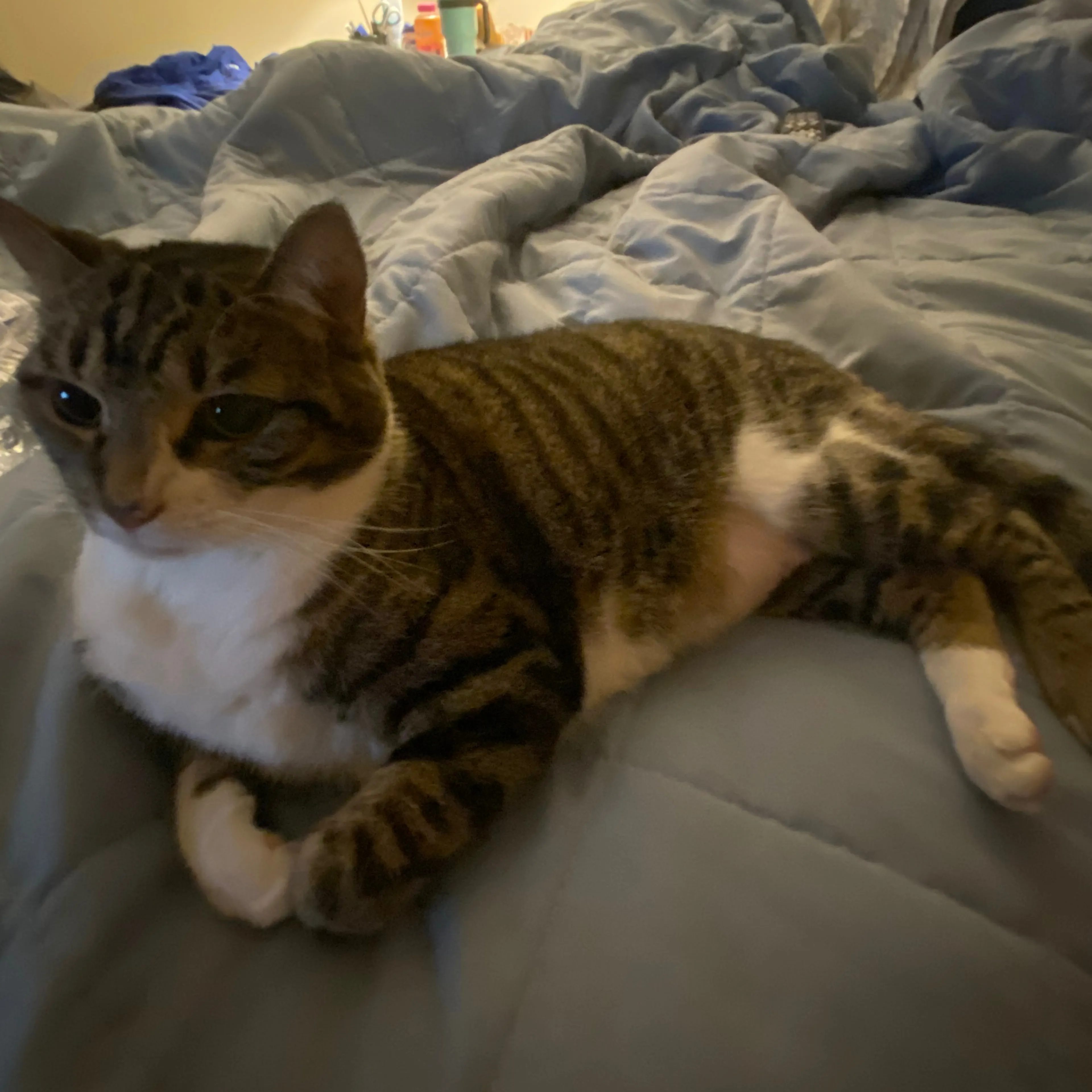 Lost pet-1