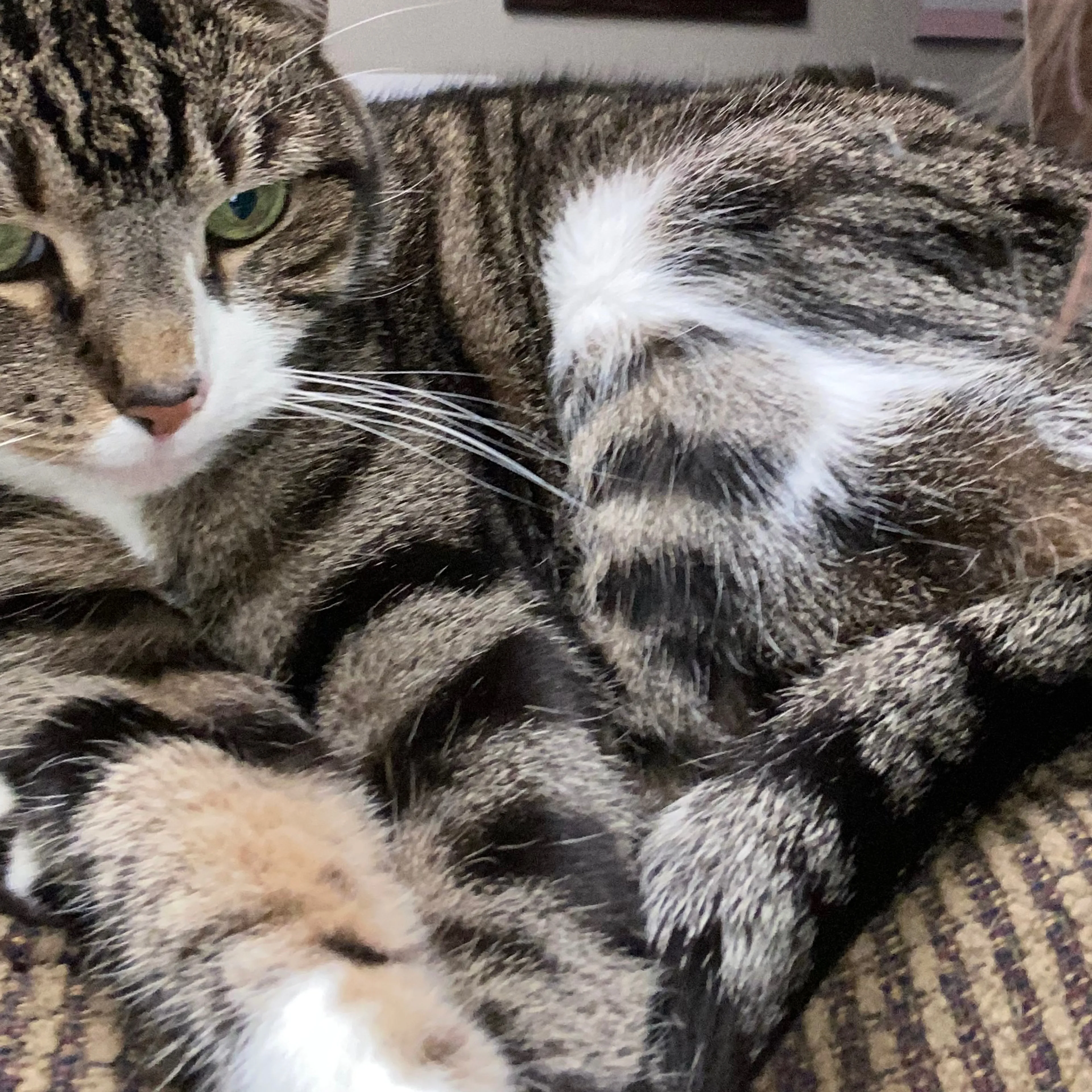 Lost pet-3