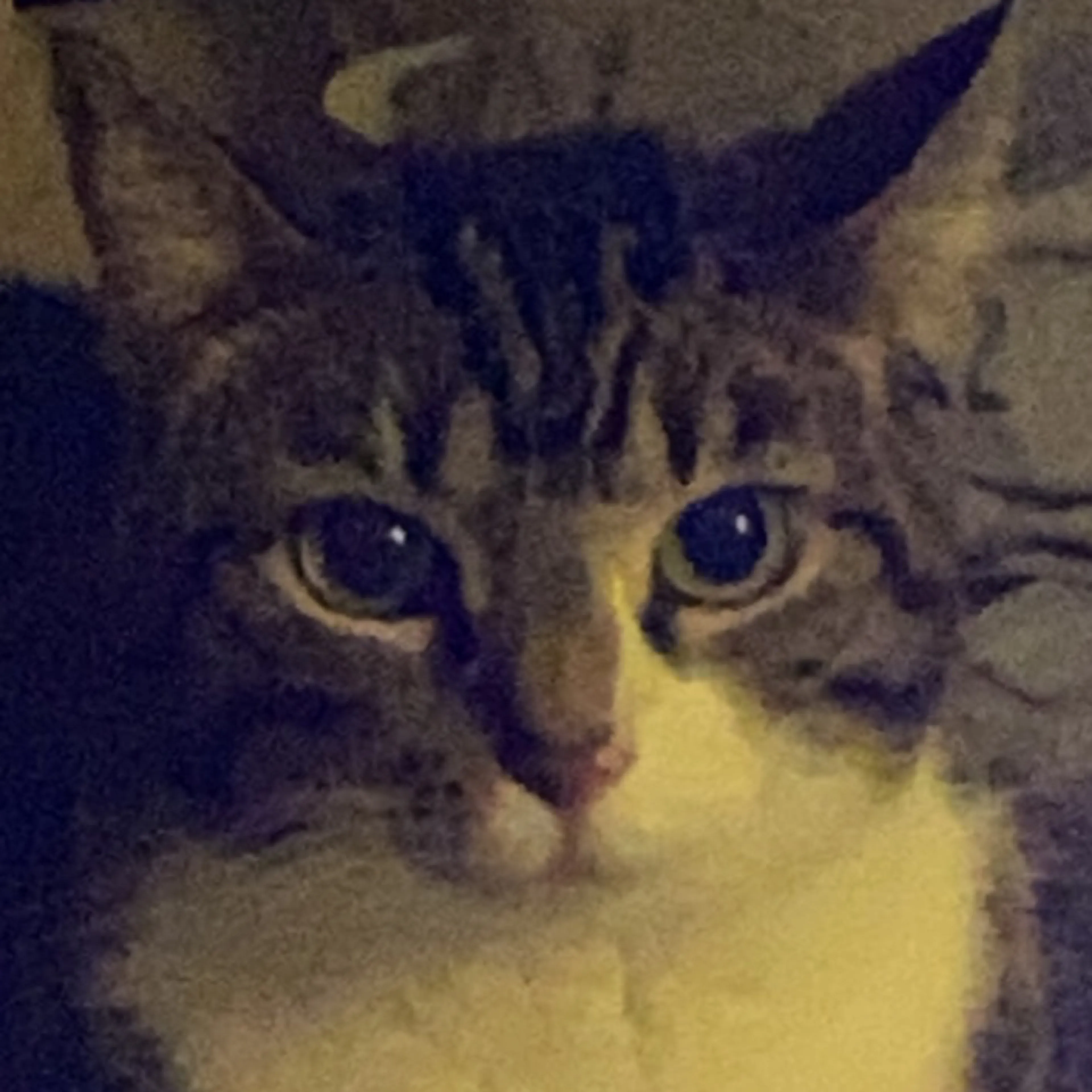 Lost pet-2